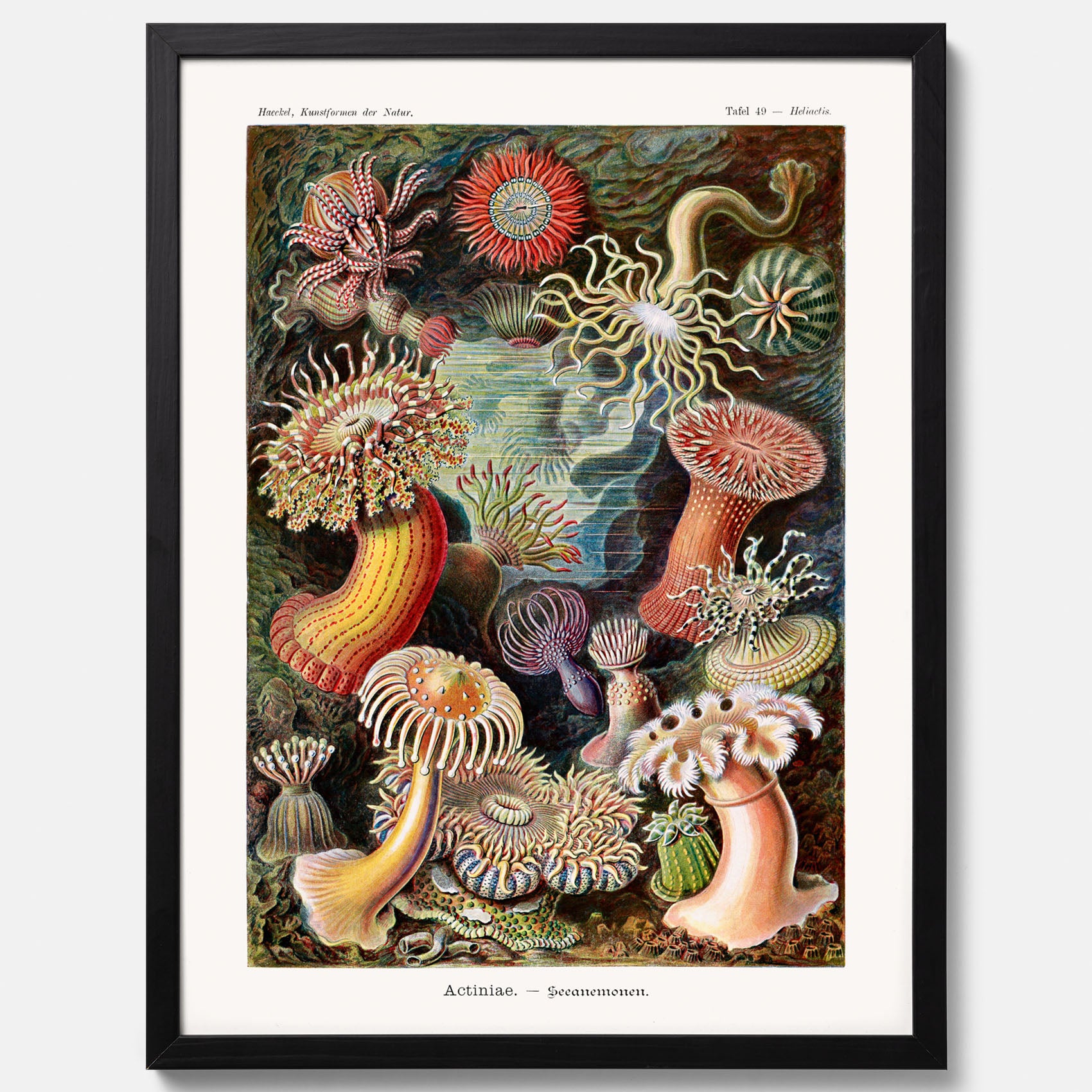Vintageposter med en färggrann illustration av havsanemoner ritad av tyska biologen Ernst Haeckel år 1904