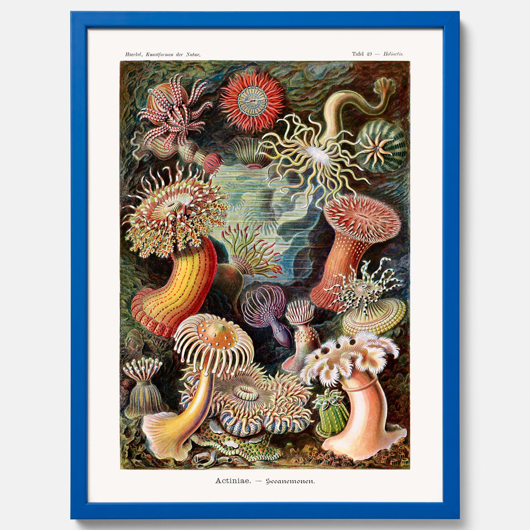 Vintageposter med en färggrann illustration av havsanemoner ritad av tyska biologen Ernst Haeckel år 1905