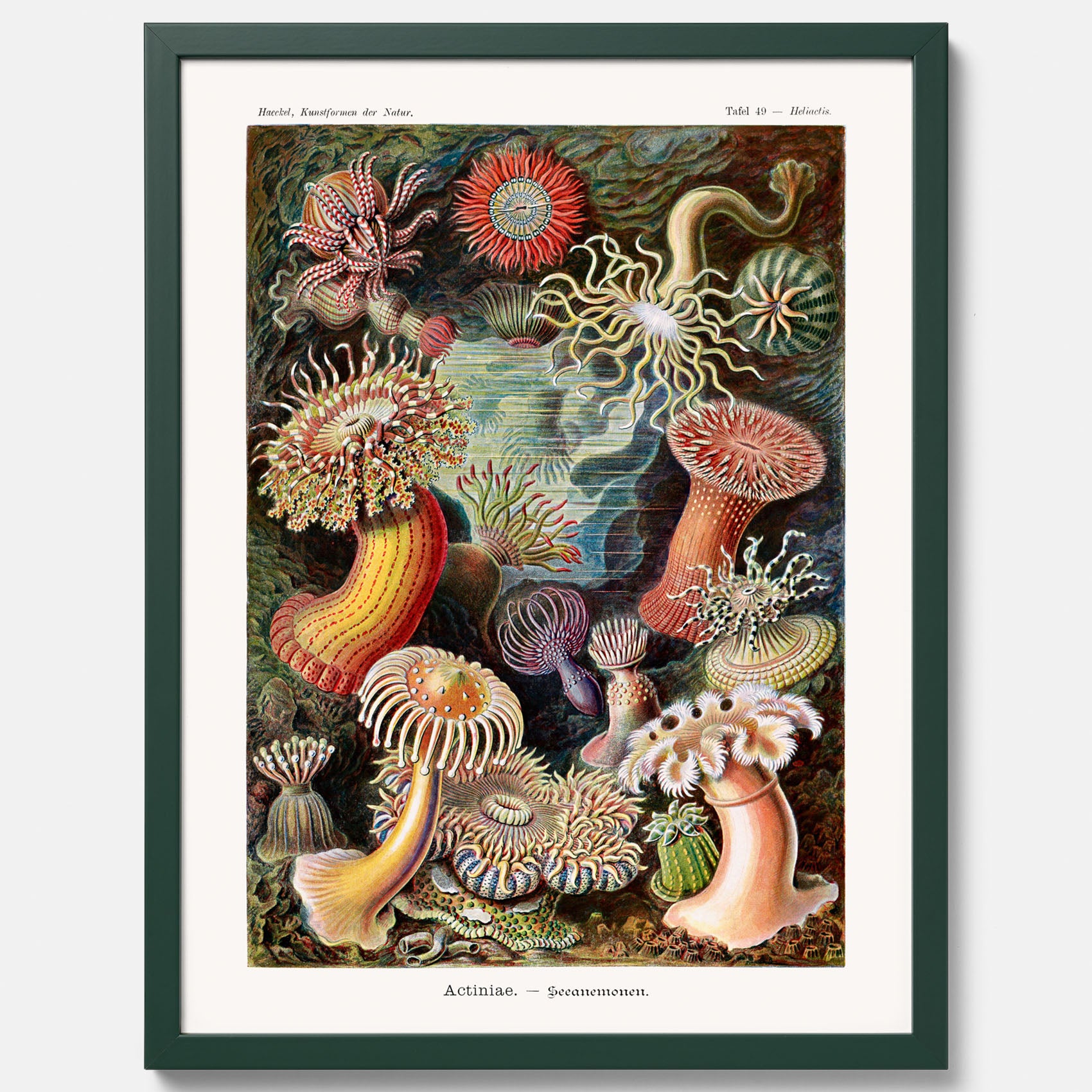 Vintageposter med en färggrann illustration av havsanemoner ritad av tyska biologen Ernst Haeckel år 1907