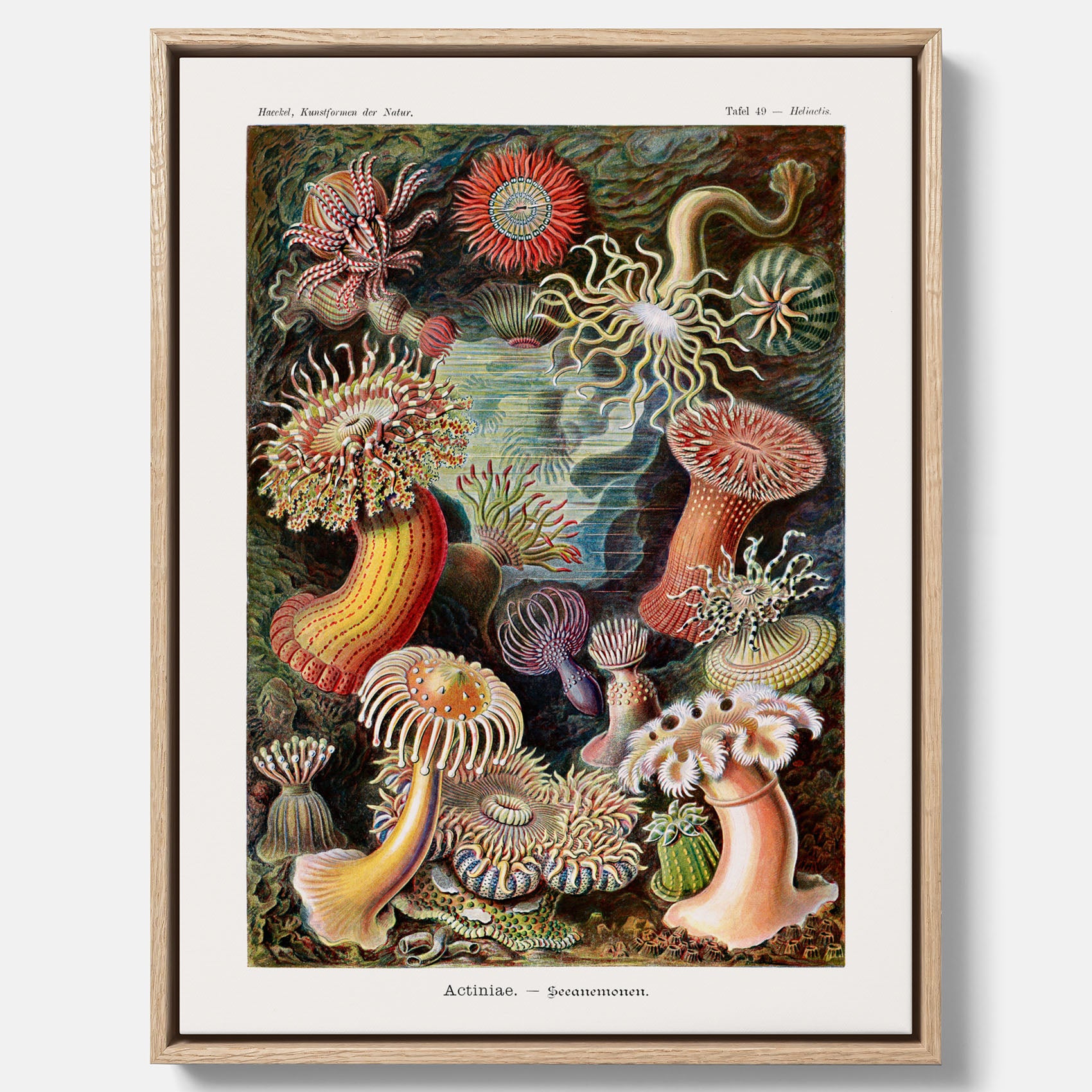 Vintageposter på canvas med en färggrann illustration av havsanemoner ritad av tyska biologen Ernst Haeckel år 1927