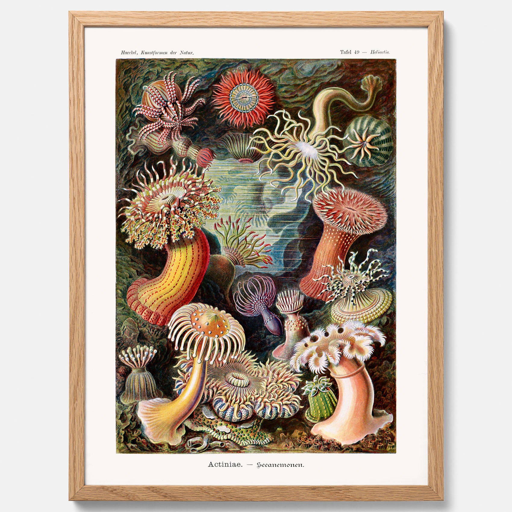 Vintageposter med en färggrann illustration av havsanemoner ritad av tyska biologen Ernst Haeckel år 1910