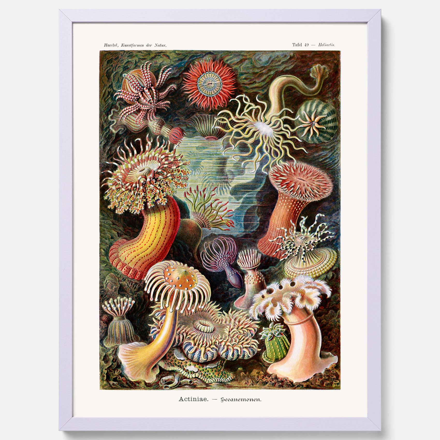 Vintageposter med en färggrann illustration av havsanemoner ritad av tyska biologen Ernst Haeckel år 1912