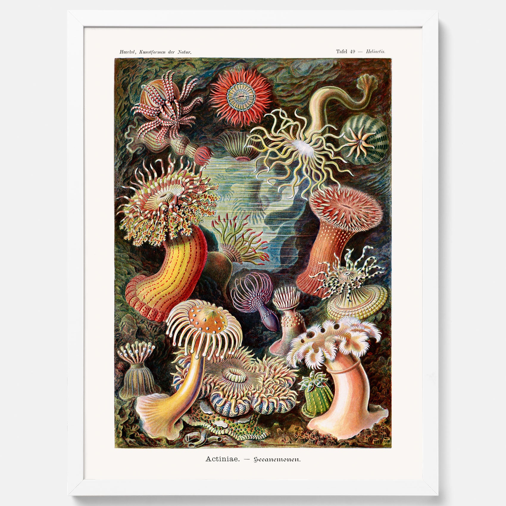 Vintageposter med en färggrann illustration av havsanemoner ritad av tyska biologen Ernst Haeckel år 1914