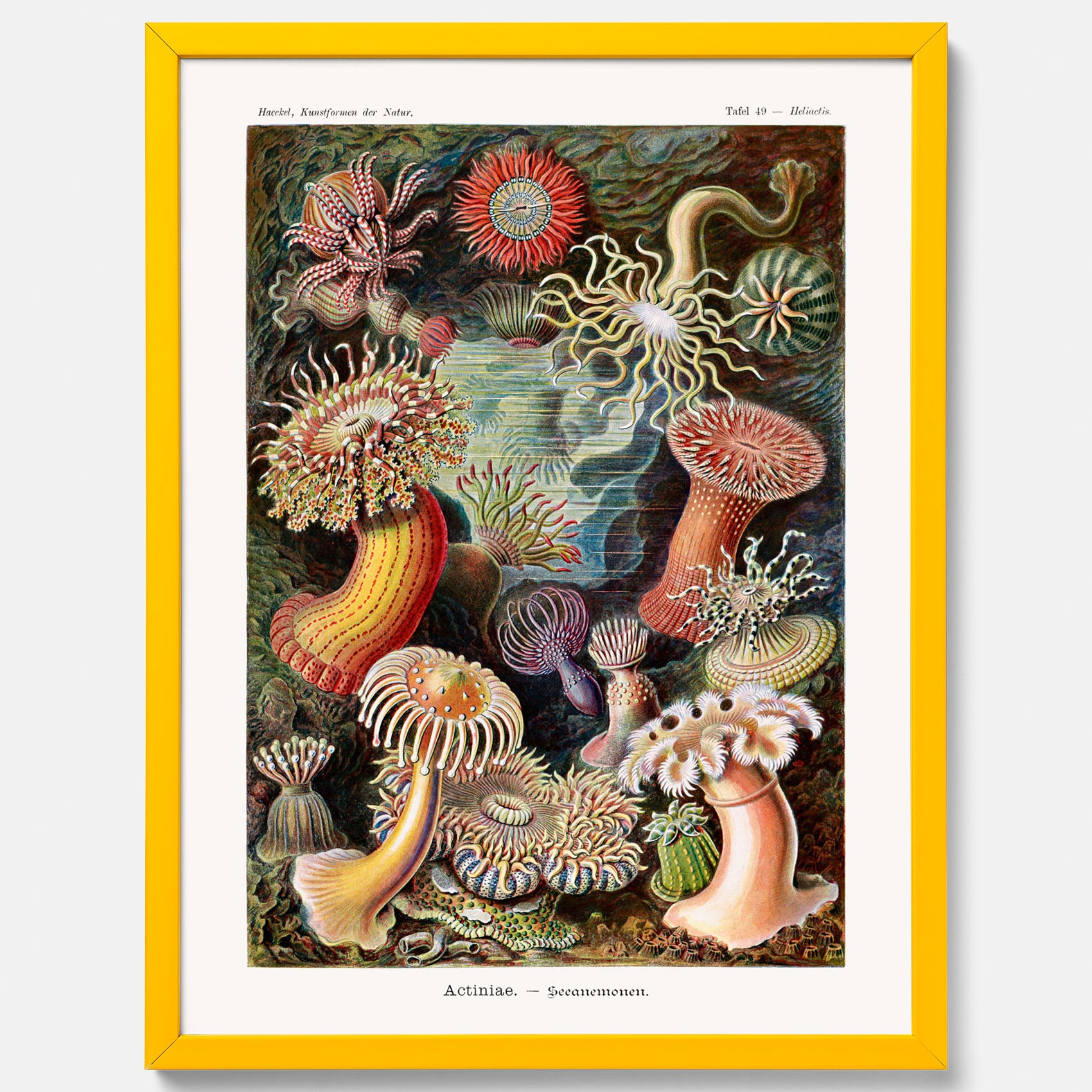 Vintageposter med en färggrann illustration av havsanemoner ritad av tyska biologen Ernst Haeckel år 1915