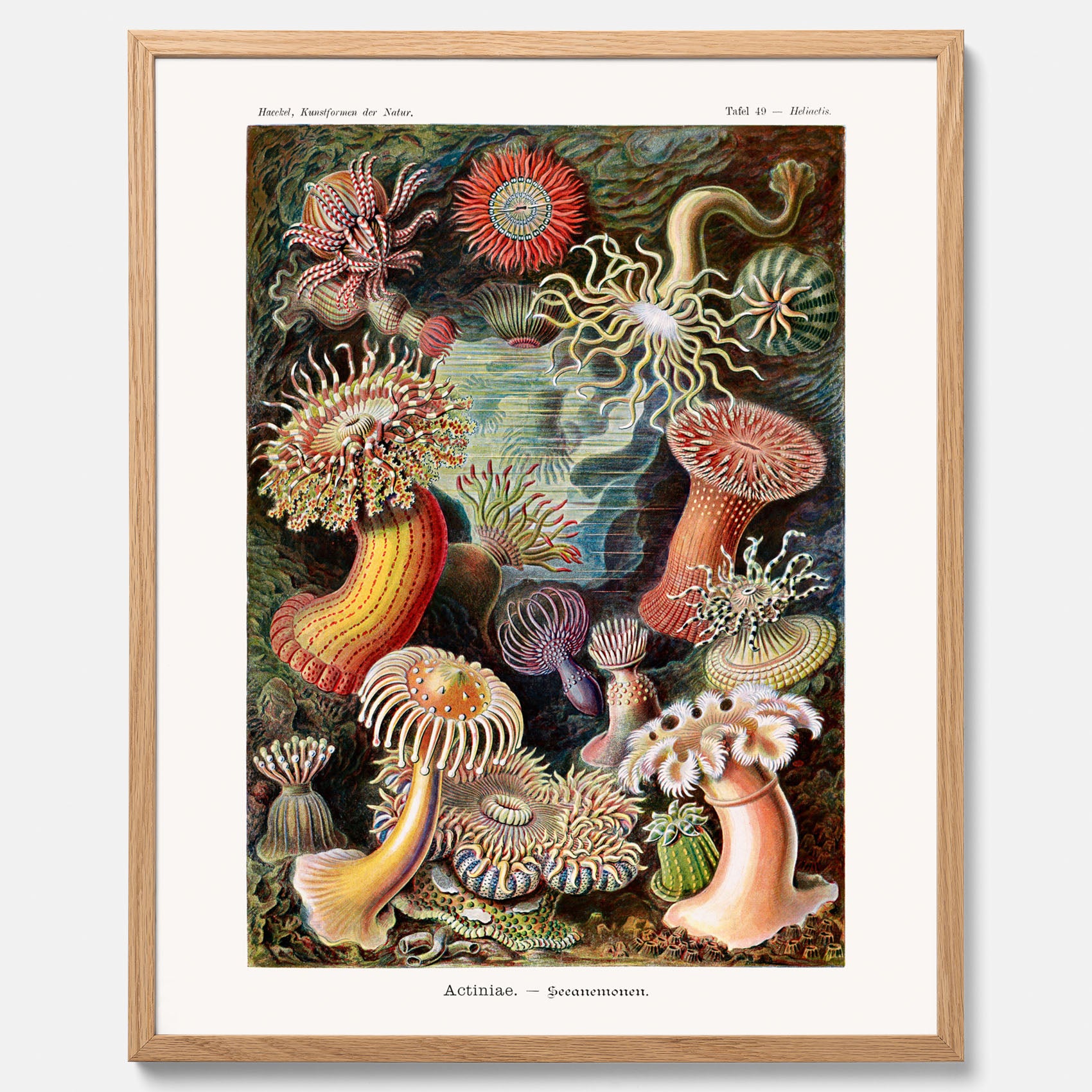 Vintageposter med en färggrann illustration av havsanemoner ritad av tyska biologen Ernst Haeckel år 1919