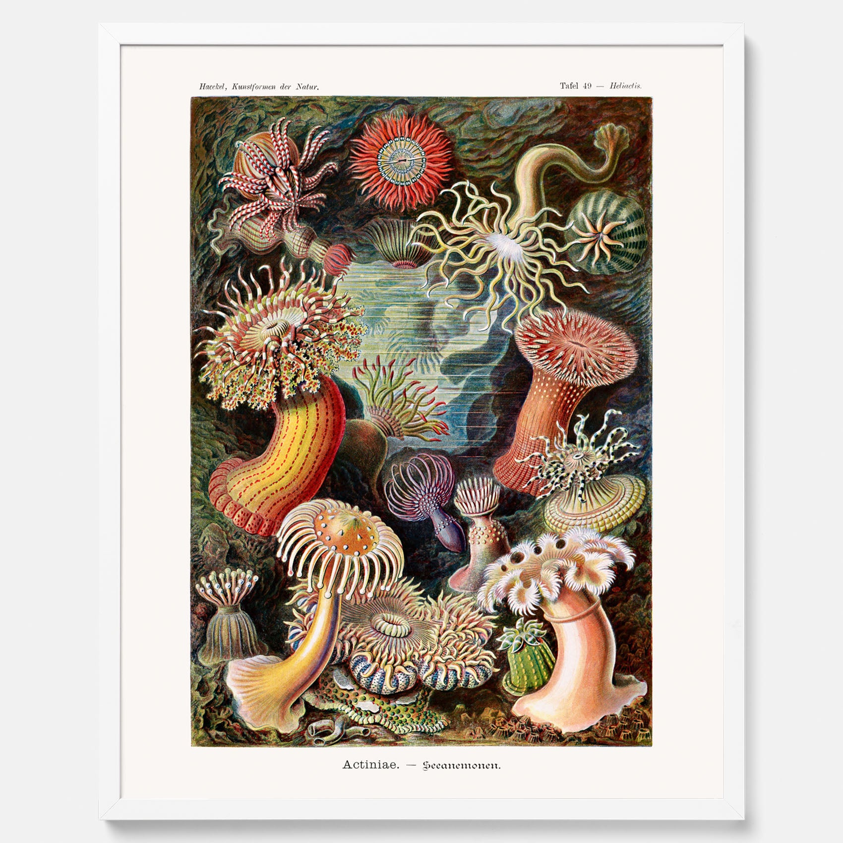 Vintageposter med en färggrann illustration av havsanemoner ritad av tyska biologen Ernst Haeckel år 1920