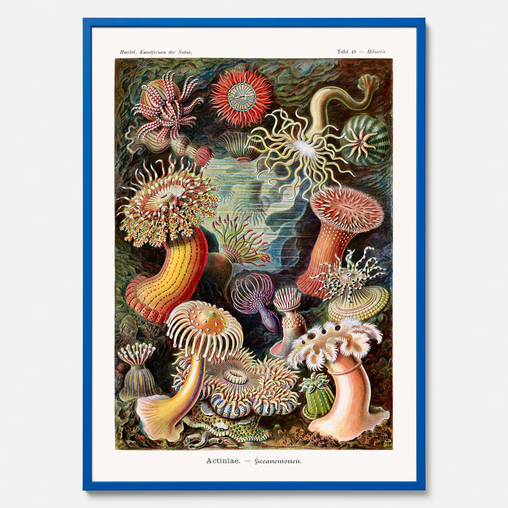 Vintageposter med en färggrann illustration av havsanemoner ritad av tyska biologen Ernst Haeckel år 1922