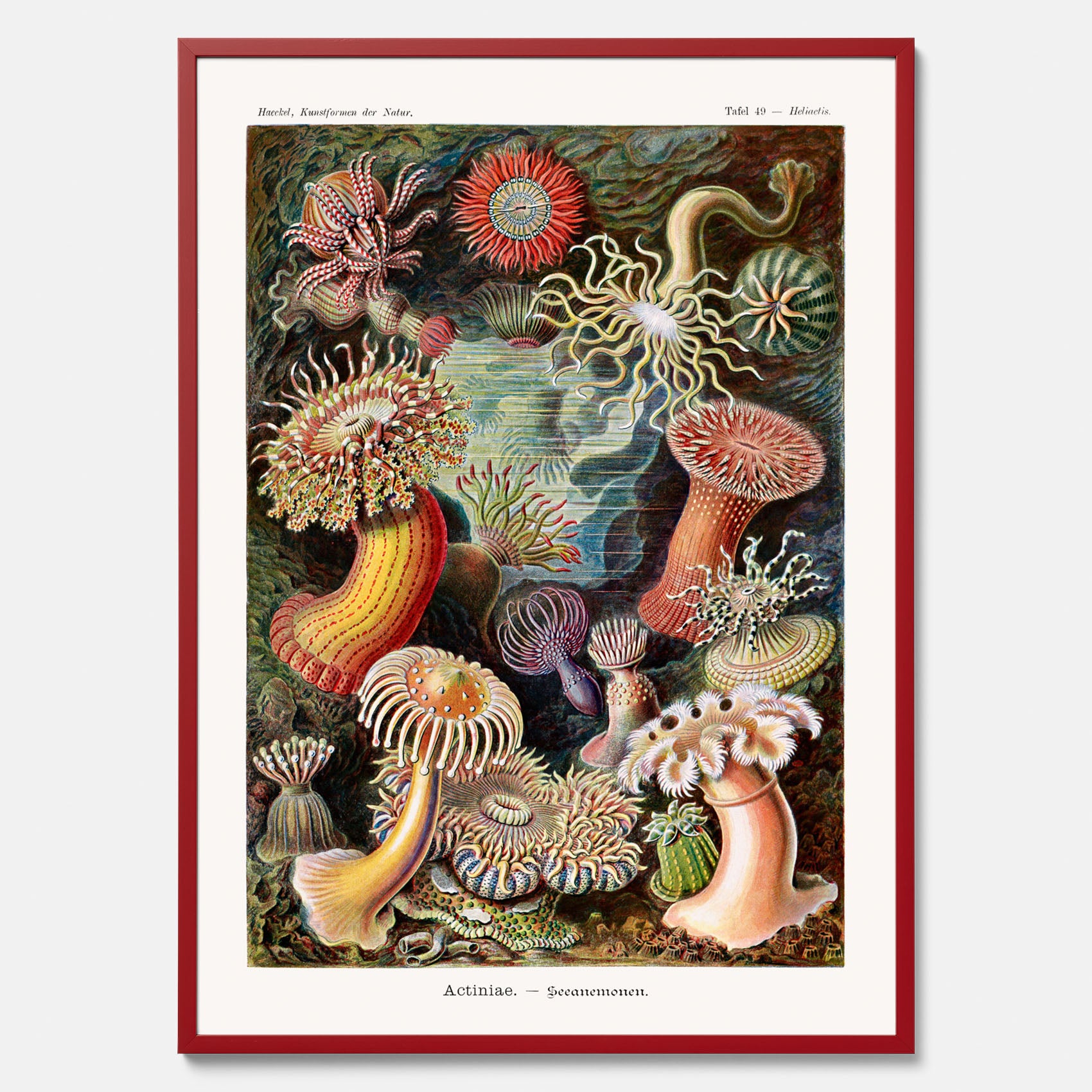 Vintageposter med en färggrann illustration av havsanemoner ritad av tyska biologen Ernst Haeckel år 1930