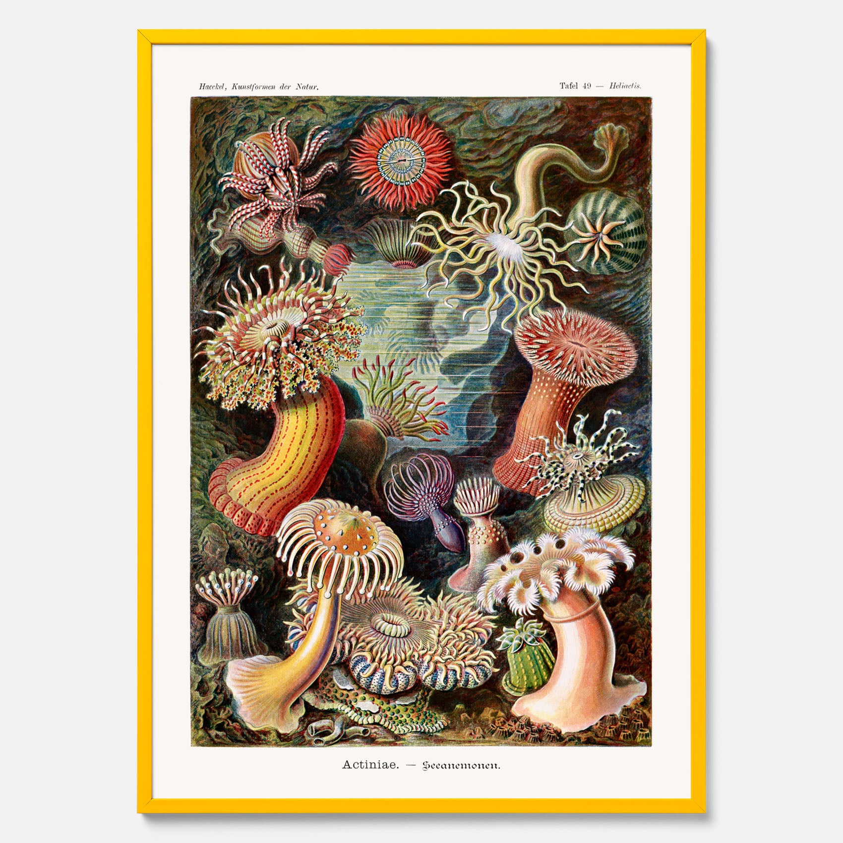 Vintageposter med en färggrann illustration av havsanemoner ritad av tyska biologen Ernst Haeckel år 1932
