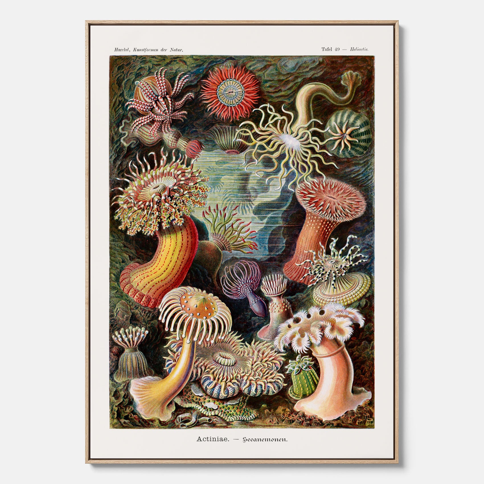 Vintageposter på canvas med en färggrann illustration av havsanemoner ritad av tyska biologen Ernst Haeckel år 1927