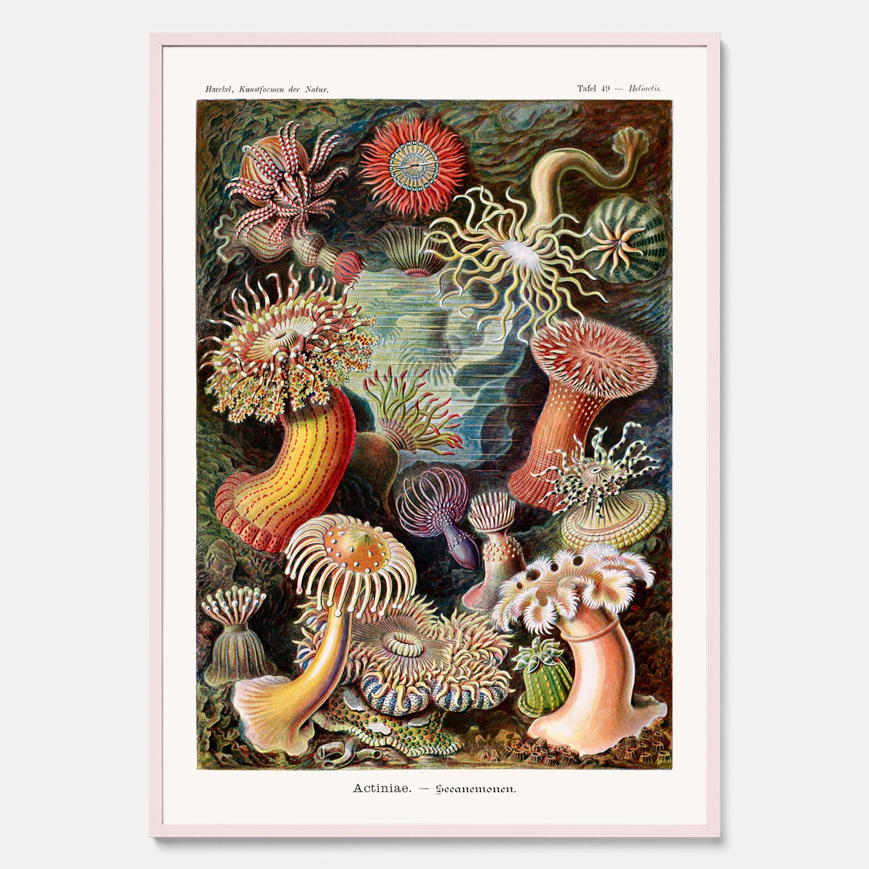 Vintageposter med en färggrann illustration av havsanemoner ritad av tyska biologen Ernst Haeckel år 1940