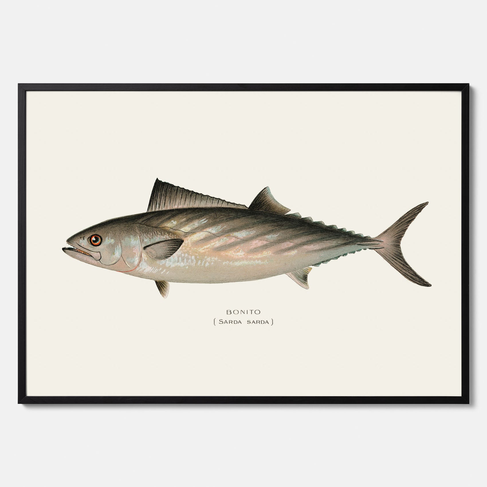 Kökstavla med Ryggstrimmig pelamid poster – Plansch med fisk, fiskposter, fisktavla, köksposter, tavla till kök, poster till kök