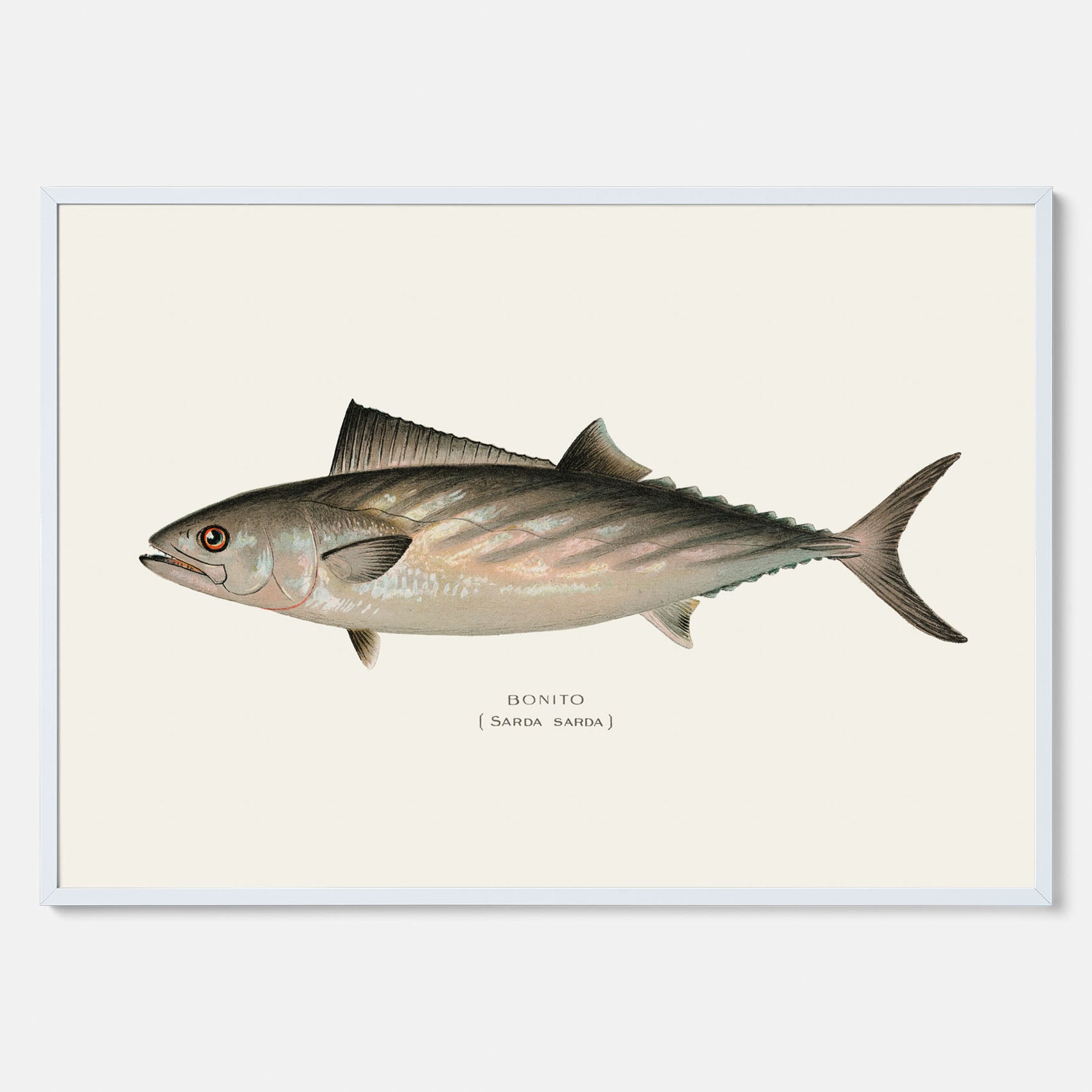 Kökstavla med Ryggstrimmig pelamid poster – Plansch med fisk, fiskposter, fisktavla, köksposter, tavla till kök, poster till kök