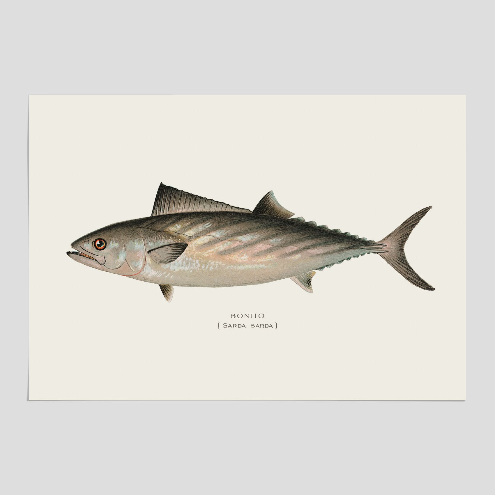 Kökstavla med Ryggstrimmig pelamid poster – Plansch med fisk, fiskposter, fisktavla, köksposter, tavla till kök, poster till kök