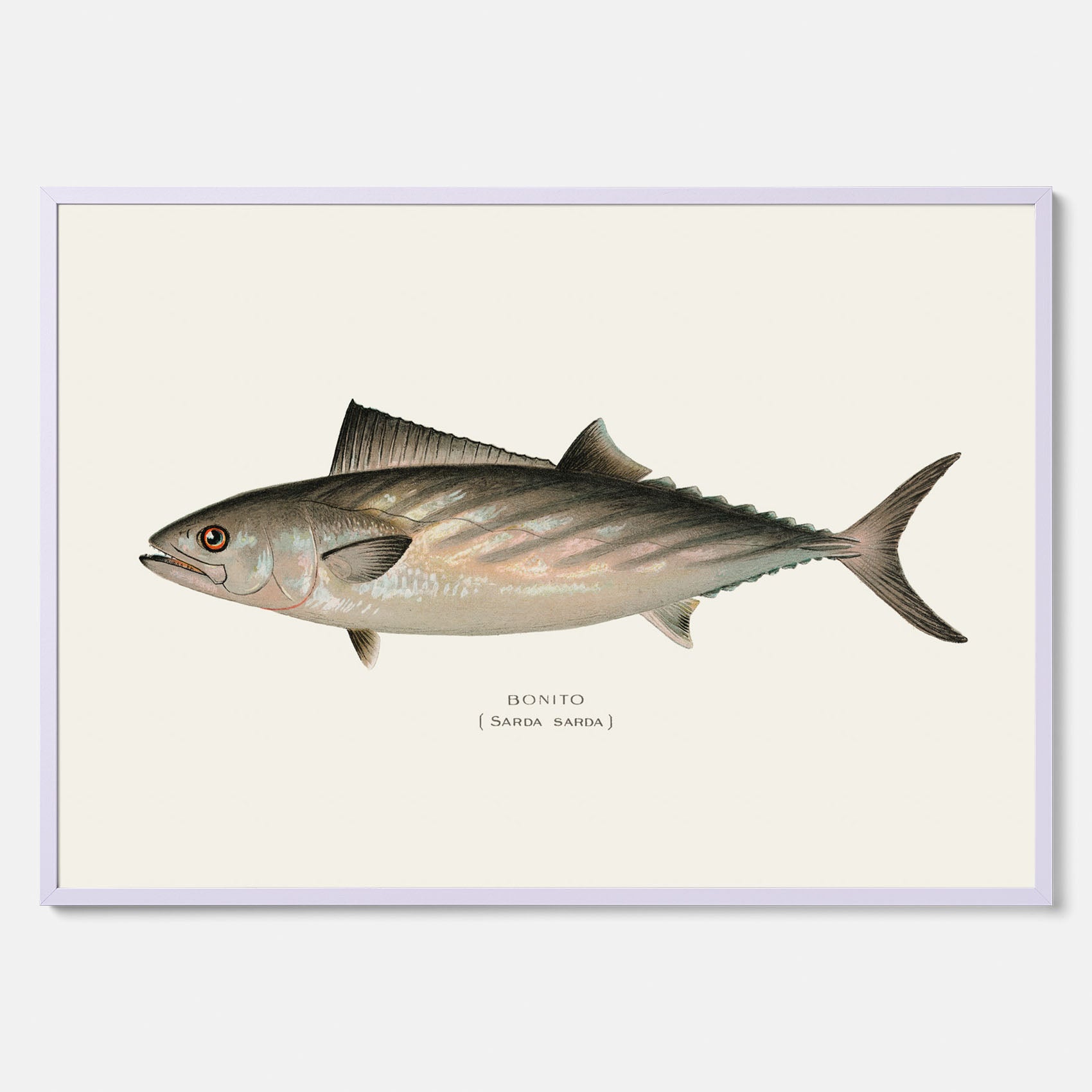 Kökstavla med Ryggstrimmig pelamid poster – Plansch med fisk, fiskposter, fisktavla, köksposter, tavla till kök, poster till kök