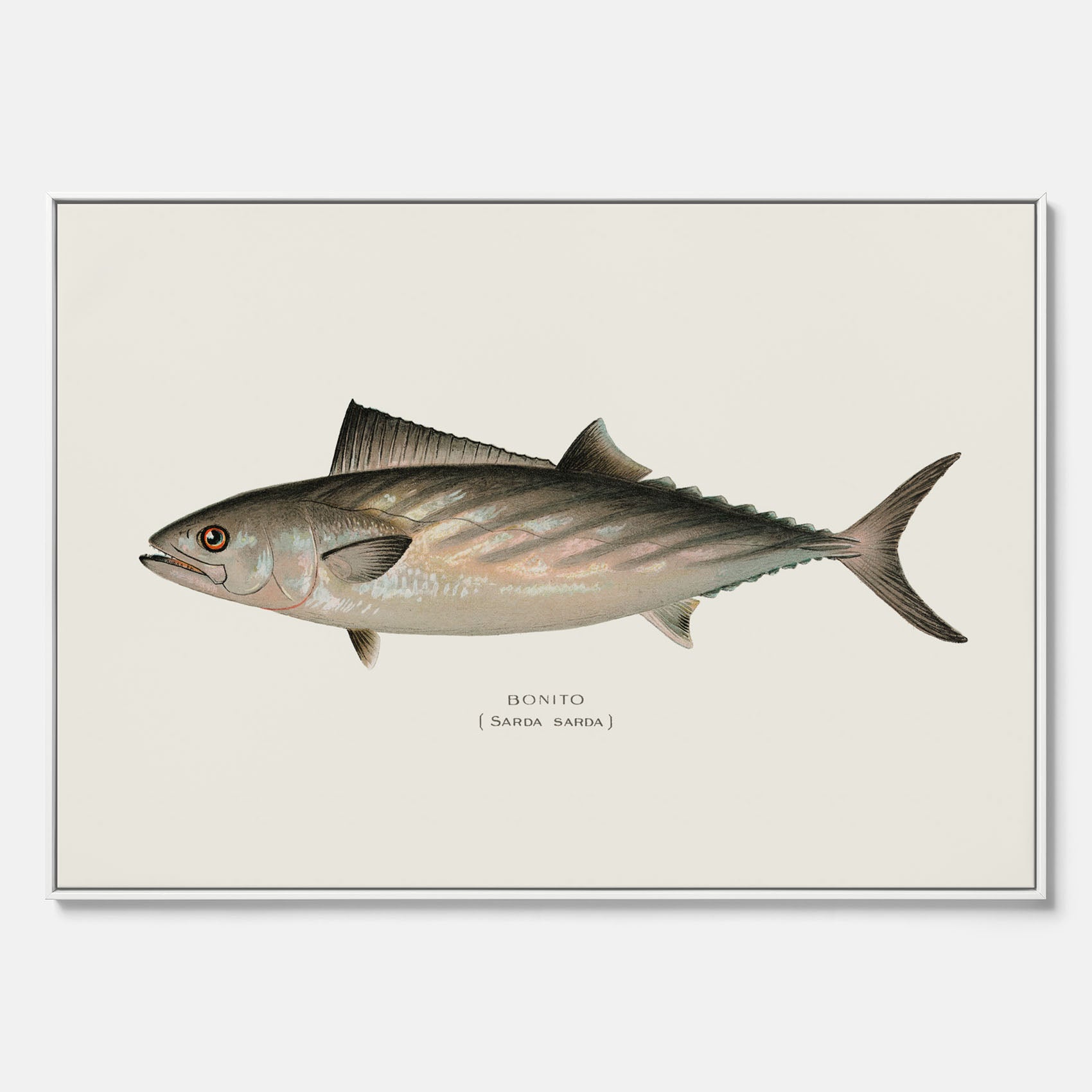 Kökstavla med Ryggstrimmig pelamid poster – Canvas med fisk, fiskposter, fisktavla, köksposter, tavla till kök, poster till kök