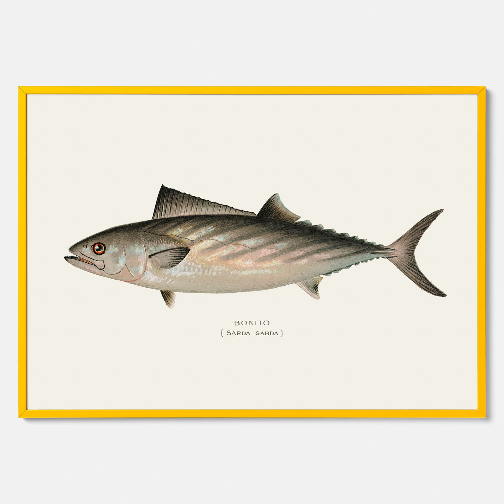 Kökstavla med Ryggstrimmig pelamid poster – Plansch med fisk, fiskposter, fisktavla, köksposter, tavla till kök, poster till kök