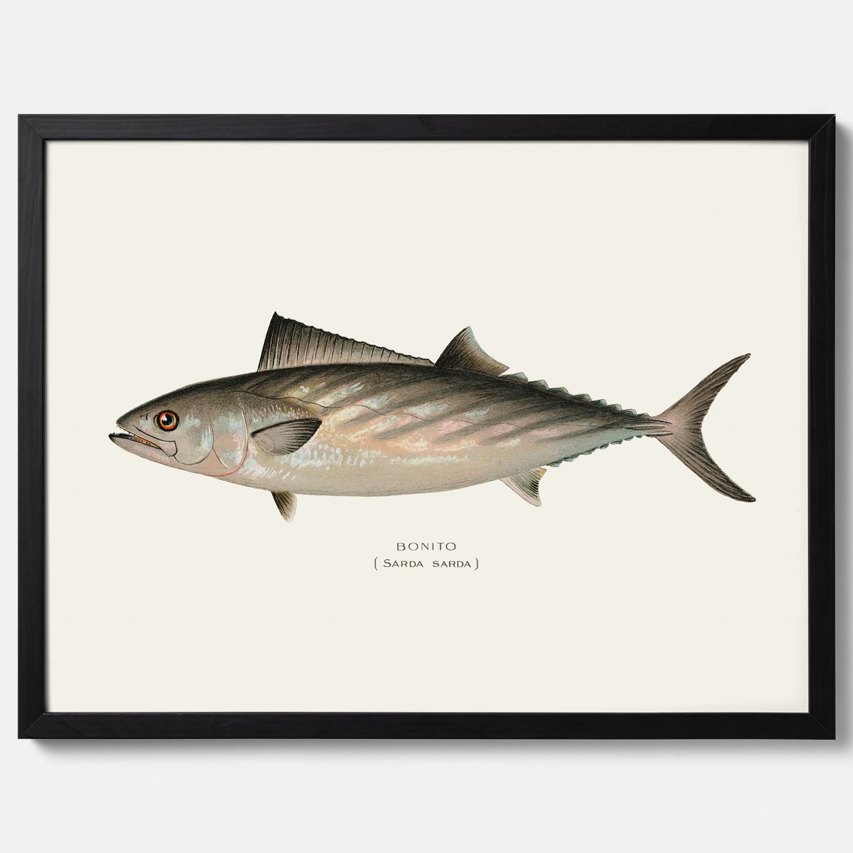 Kökstavla med Ryggstrimmig pelamid poster – Plansch med fisk, fiskposter, fisktavla, köksposter, tavla till kök, poster till kök