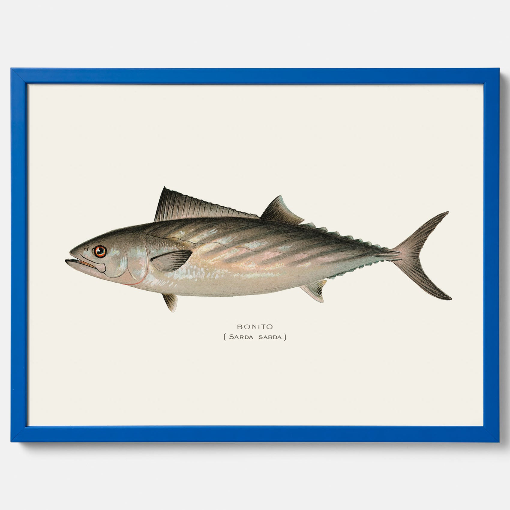 Kökstavla med Ryggstrimmig pelamid poster – Plansch med fisk, fiskposter, fisktavla, köksposter, tavla till kök, poster till kök