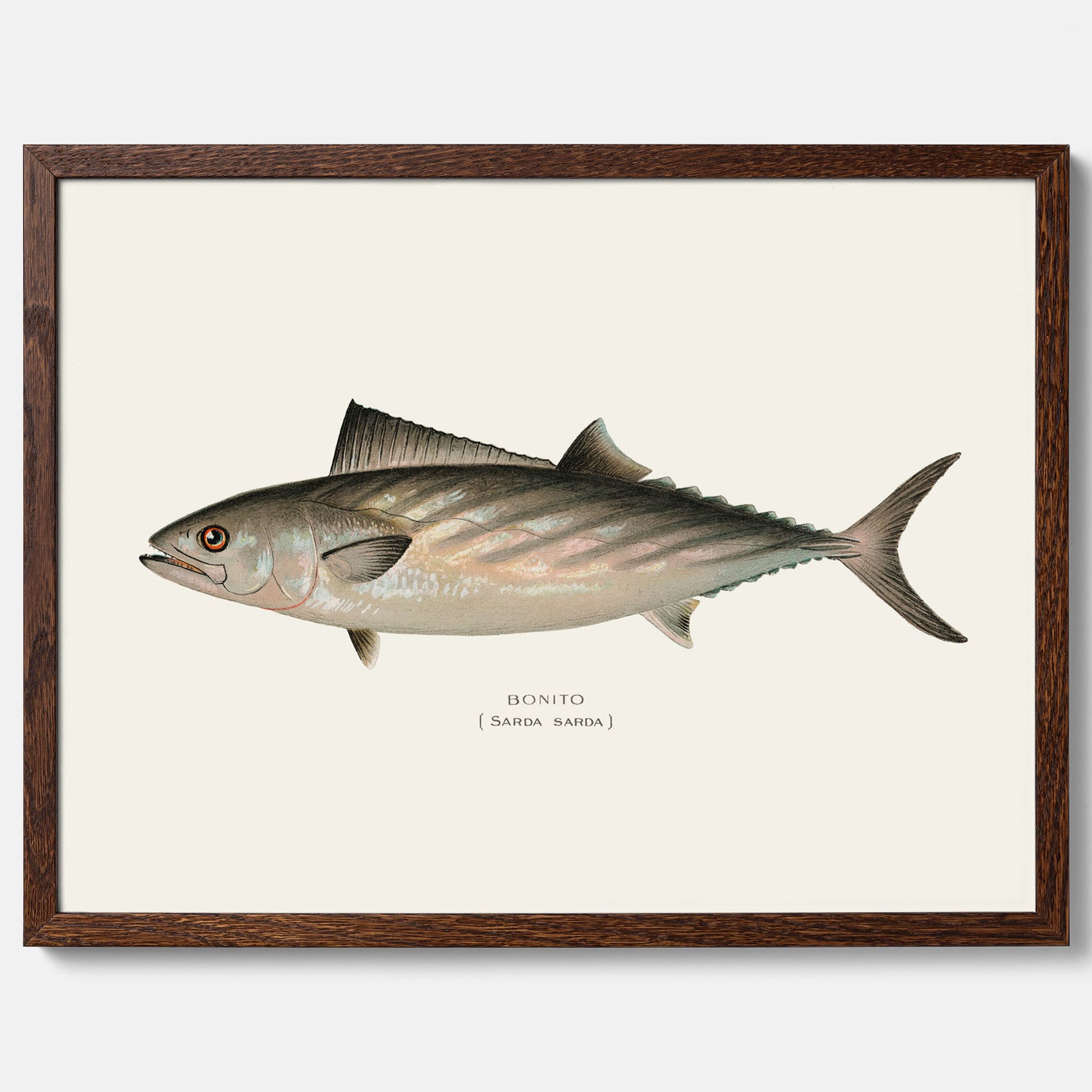 Kökstavla med Ryggstrimmig pelamid poster – Plansch med fisk, fiskposter, fisktavla, köksposter, tavla till kök, poster till kök