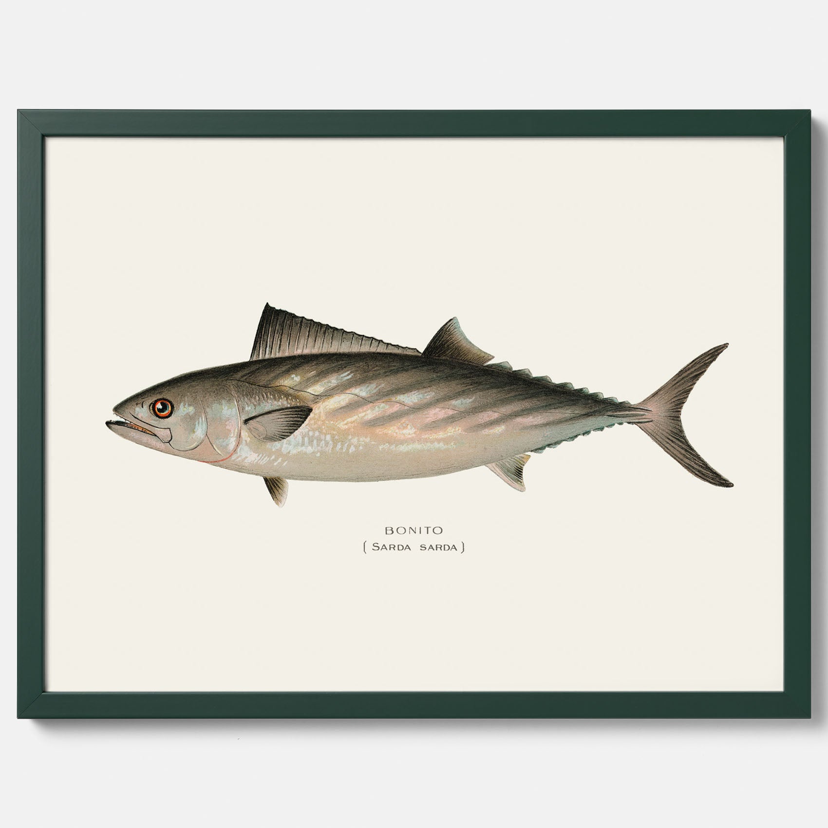 Kökstavla med Ryggstrimmig pelamid poster – Plansch med fisk, fiskposter, fisktavla, köksposter, tavla till kök, poster till kök