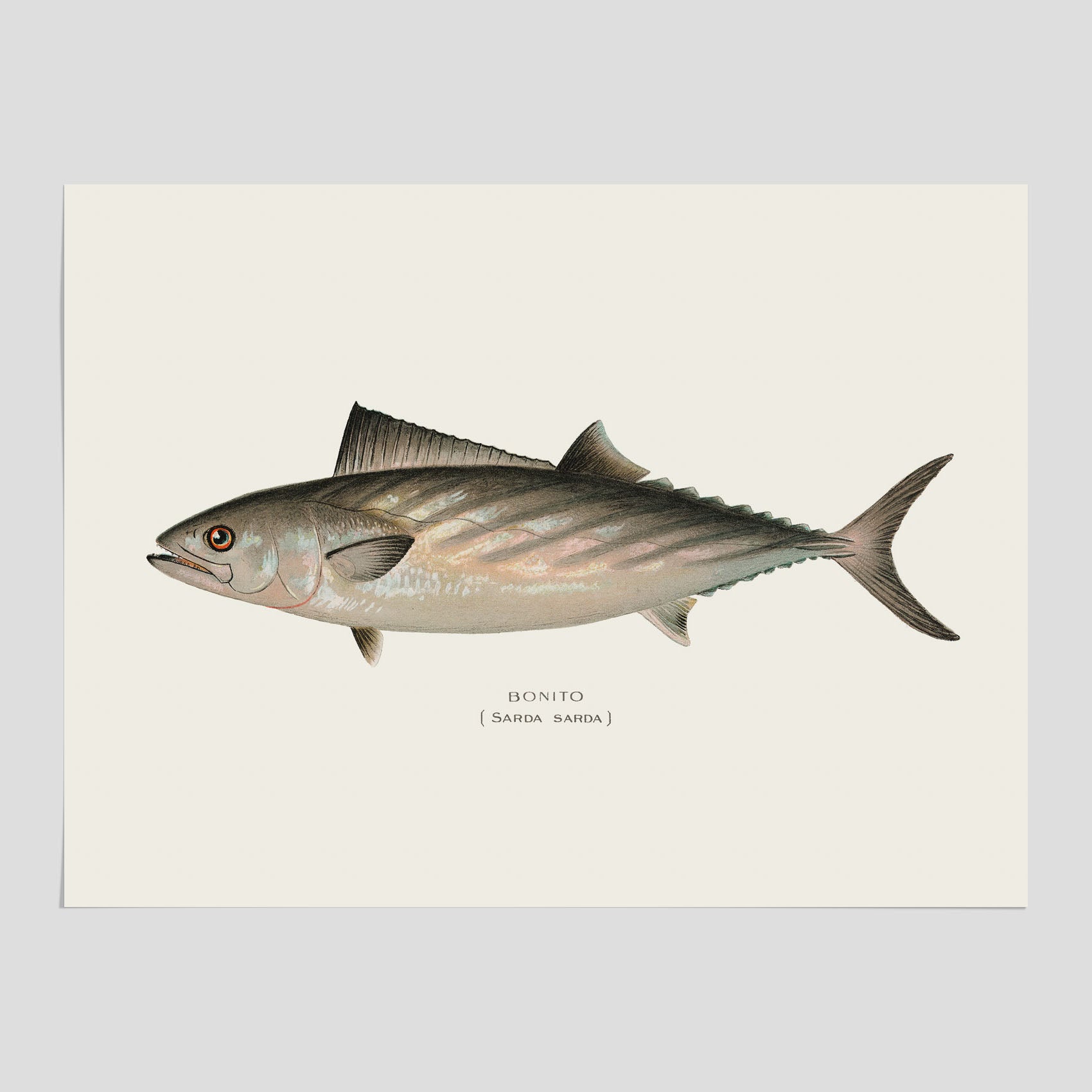 Kökstavla med Ryggstrimmig pelamid poster – Plansch med fisk, fiskposter, fisktavla, köksposter, tavla till kök, poster till kök