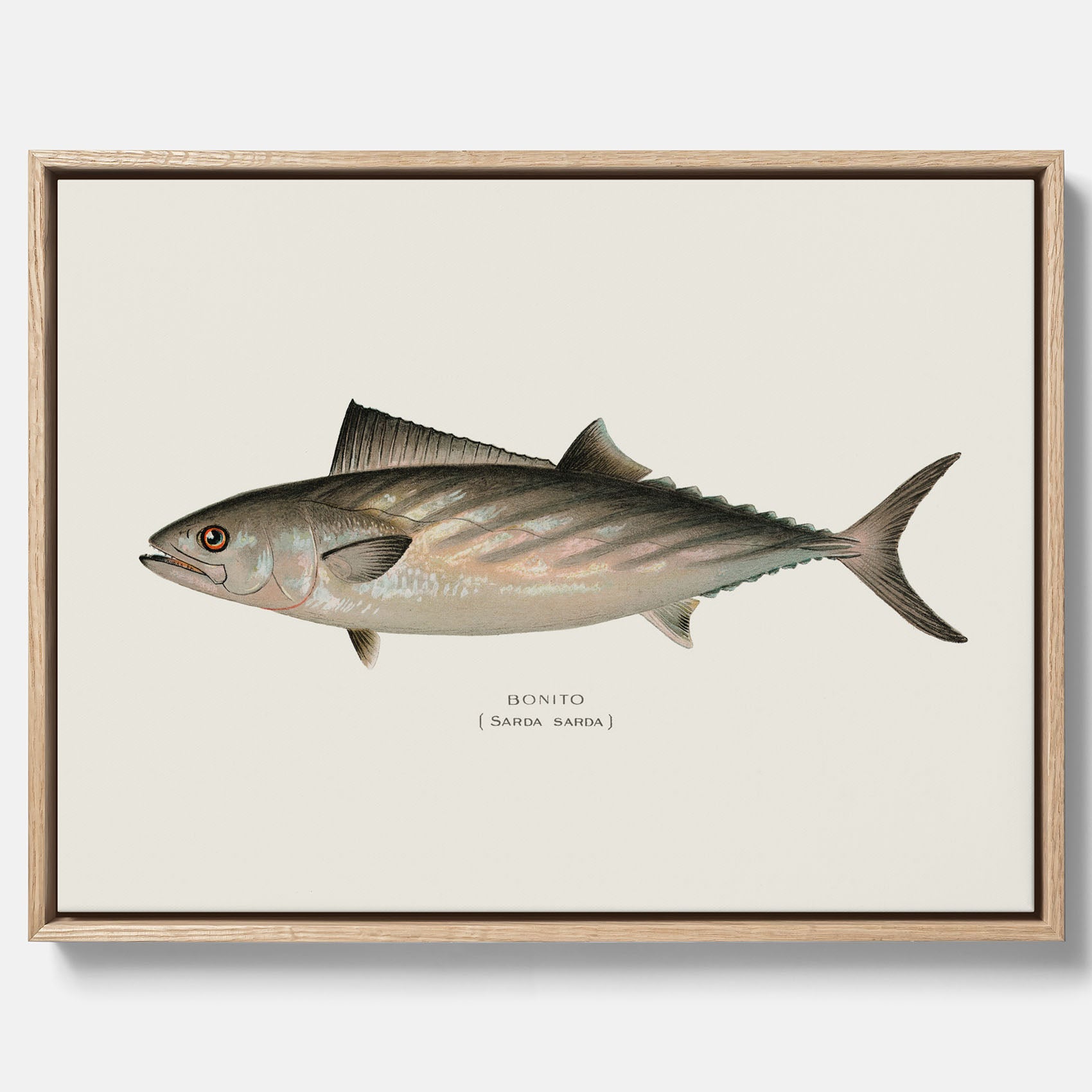 Kökstavla med Ryggstrimmig pelamid poster – Canvas med fisk, fiskposter, fisktavla, köksposter, tavla till kök, poster till kök