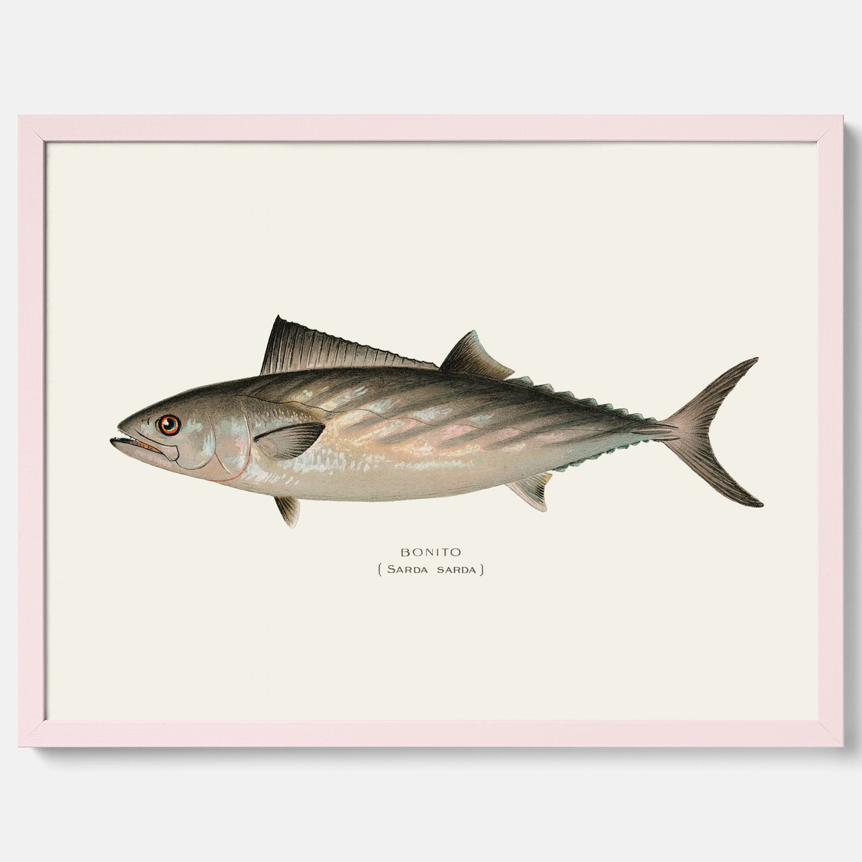 Kökstavla med Ryggstrimmig pelamid poster – Plansch med fisk, fiskposter, fisktavla, köksposter, tavla till kök, poster till kök