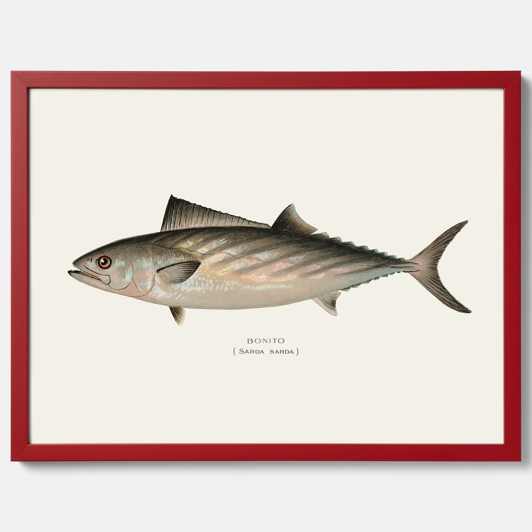 Kökstavla med Ryggstrimmig pelamid poster – Plansch med fisk, fiskposter, fisktavla, köksposter, tavla till kök, poster till kök