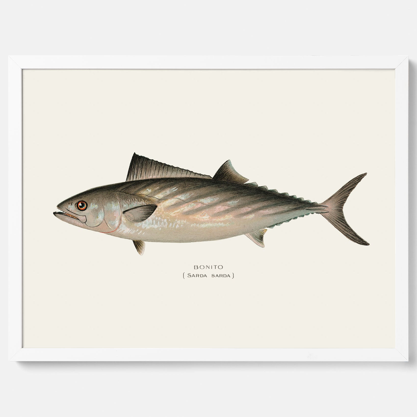 Kökstavla med Ryggstrimmig pelamid poster – Plansch med fisk, fiskposter, fisktavla, köksposter, tavla till kök, poster till kök