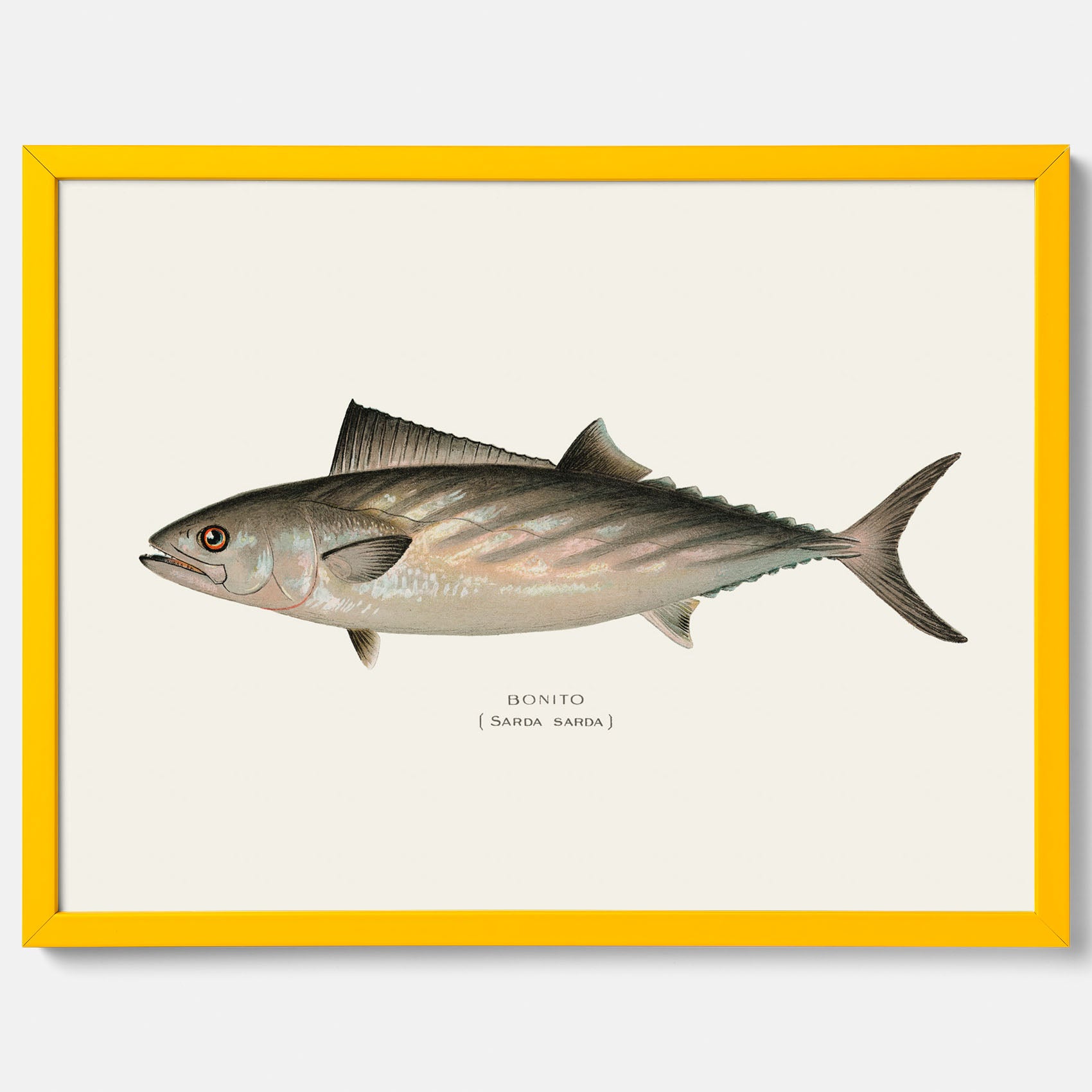 Kökstavla med Ryggstrimmig pelamid poster – Plansch med fisk, fiskposter, fisktavla, köksposter, tavla till kök, poster till kök