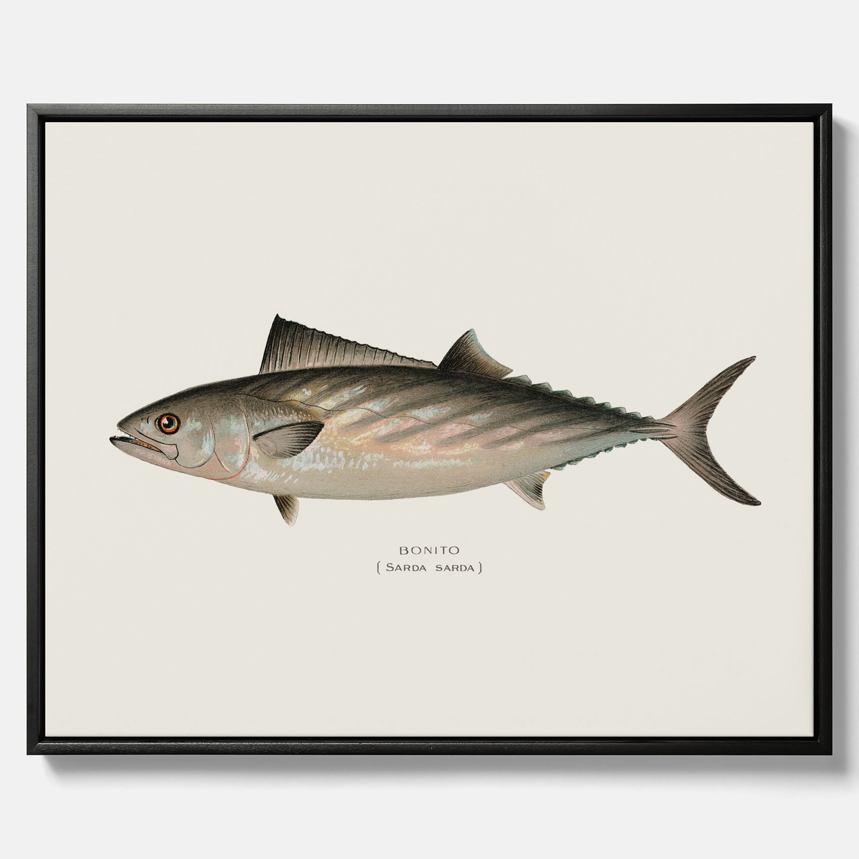 Kökstavla med Ryggstrimmig pelamid poster – Canvas med fisk, fiskposter, fisktavla, köksposter, tavla till kök, poster till kök