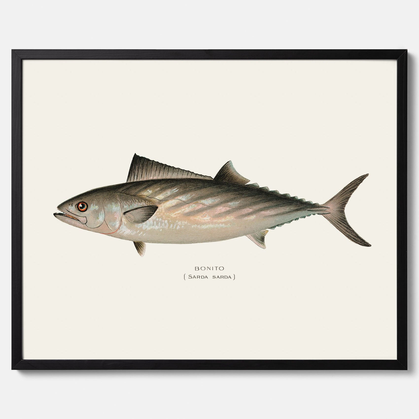 Kökstavla med Ryggstrimmig pelamid poster – Plansch med fisk, fiskposter, fisktavla, köksposter, tavla till kök, poster till kök