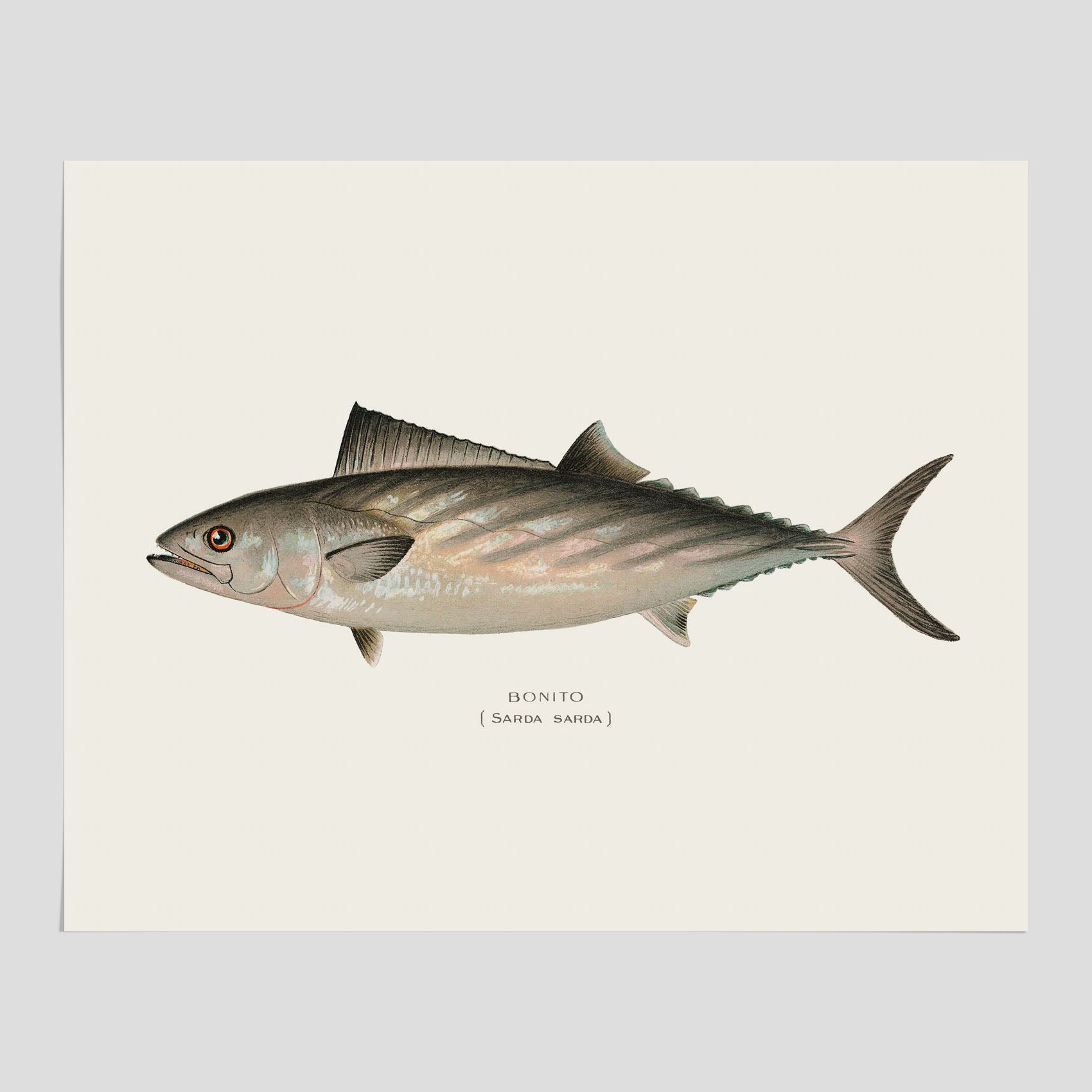 Kökstavla med Ryggstrimmig pelamid poster – Plansch med fisk, fiskposter, fisktavla, köksposter, tavla till kök, poster till kök
