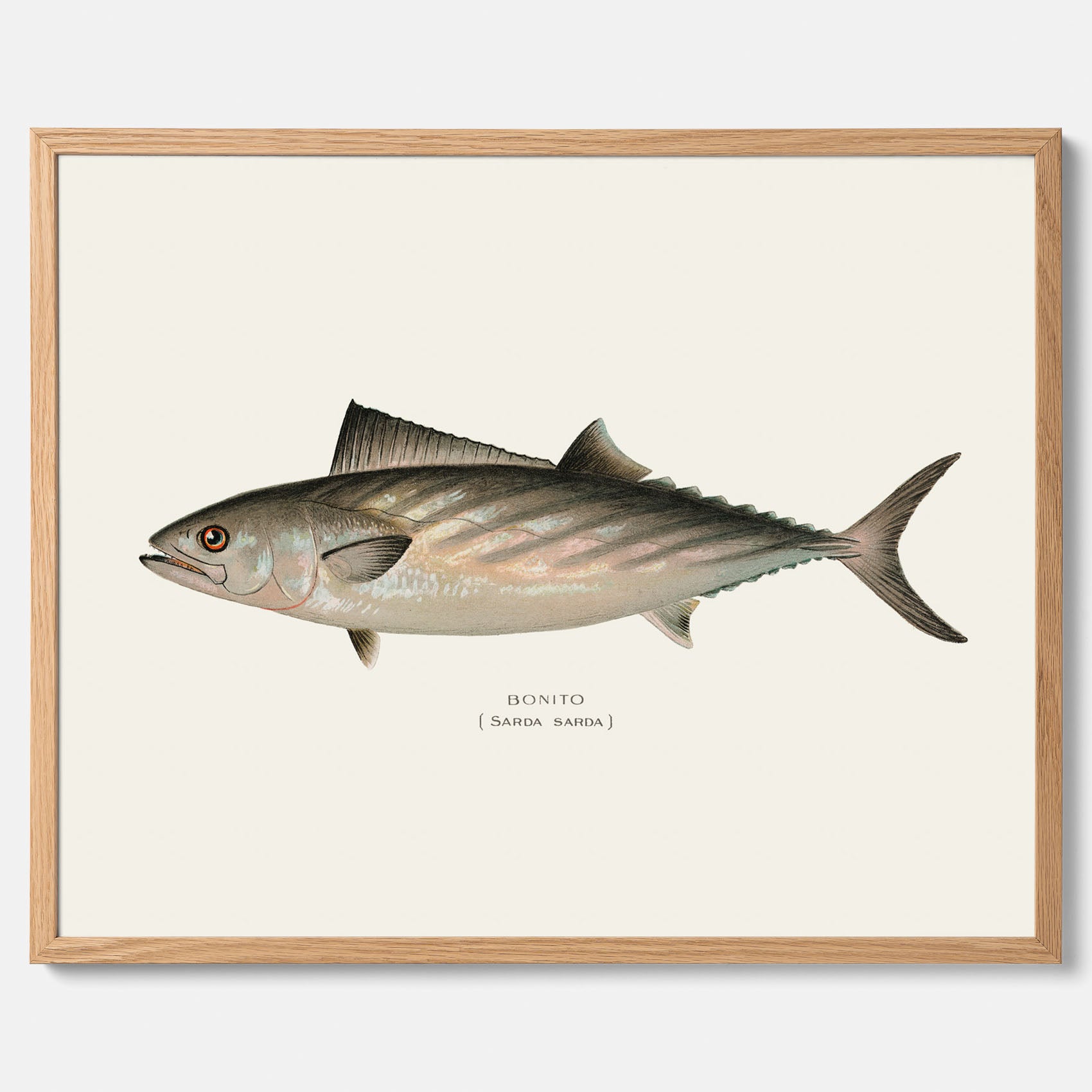 Kökstavla med Ryggstrimmig pelamid poster – Plansch med fisk, fiskposter, fisktavla, köksposter, tavla till kök, poster till kök