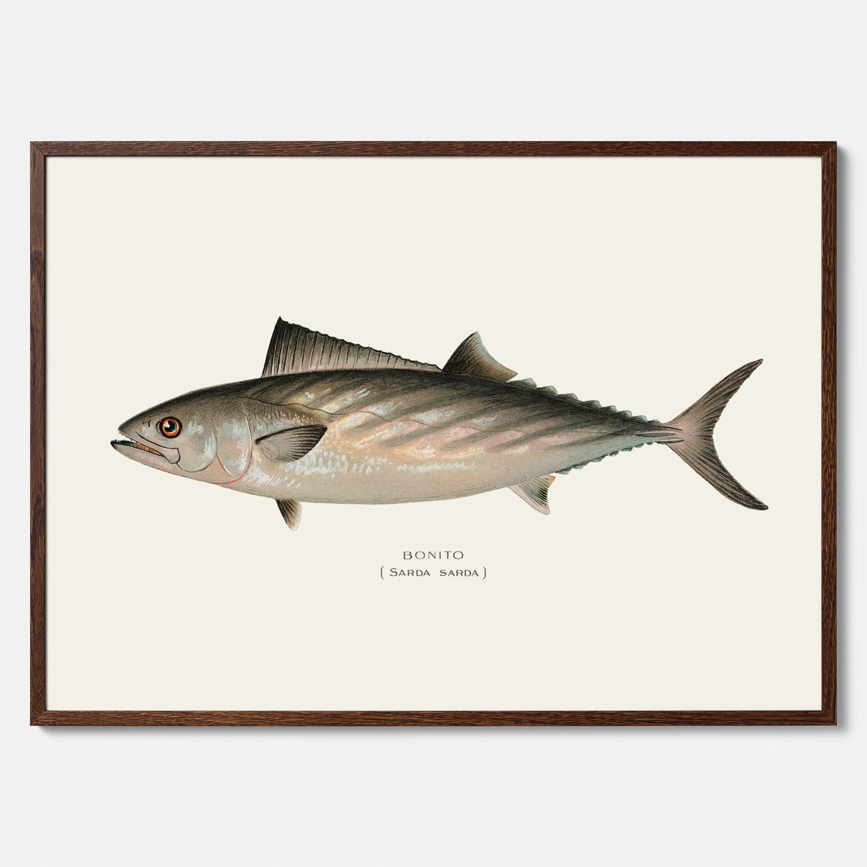 Kökstavla med Ryggstrimmig pelamid poster – Plansch med fisk, fiskposter, fisktavla, köksposter, tavla till kök, poster till kök