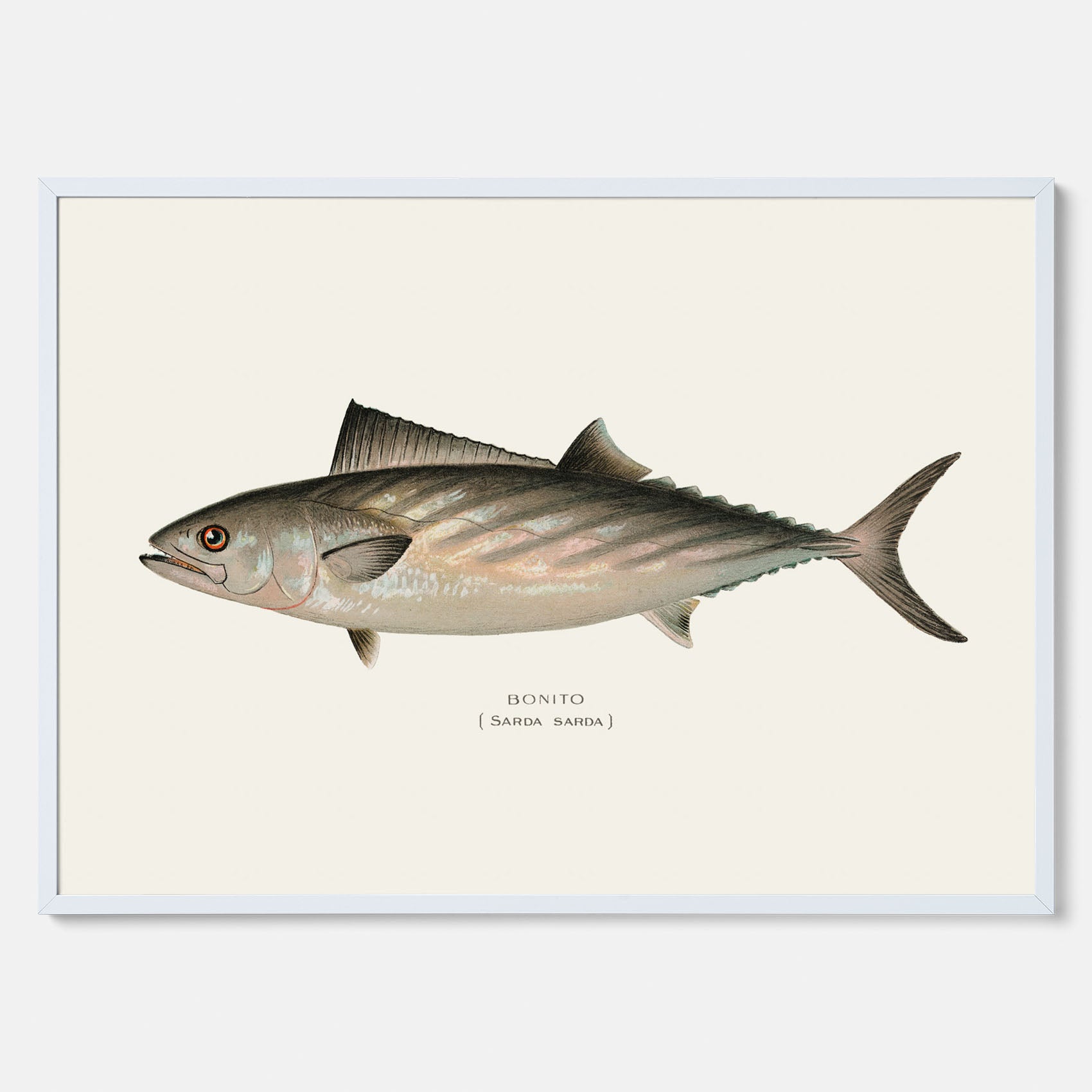 Kökstavla med Ryggstrimmig pelamid poster – Plansch med fisk, fiskposter, fisktavla, köksposter, tavla till kök, poster till kök