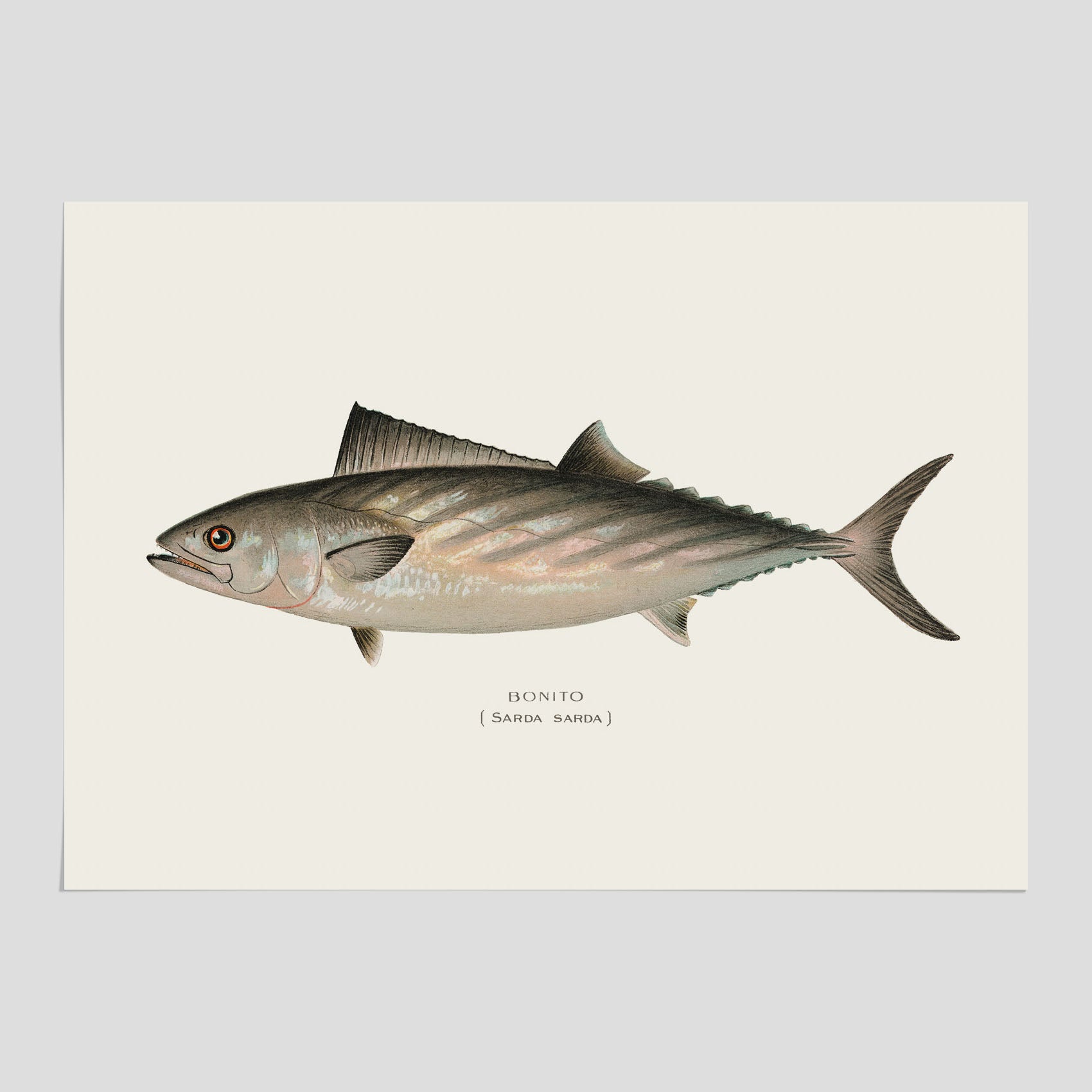 Kökstavla med Ryggstrimmig pelamid poster – Plansch med fisk, fiskposter, fisktavla, köksposter, tavla till kök, poster till kök