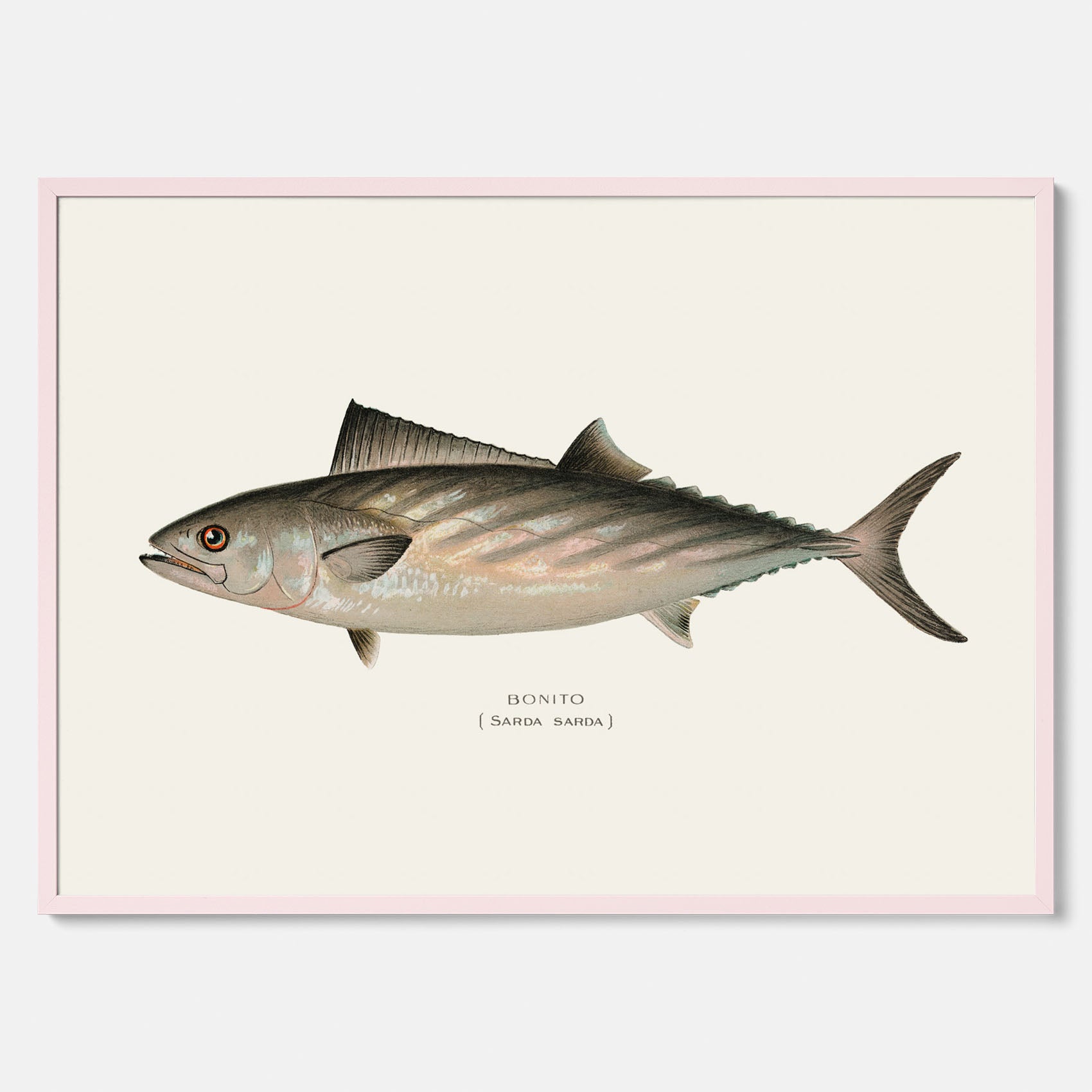 Kökstavla med Ryggstrimmig pelamid poster – Plansch med fisk, fiskposter, fisktavla, köksposter, tavla till kök, poster till kök