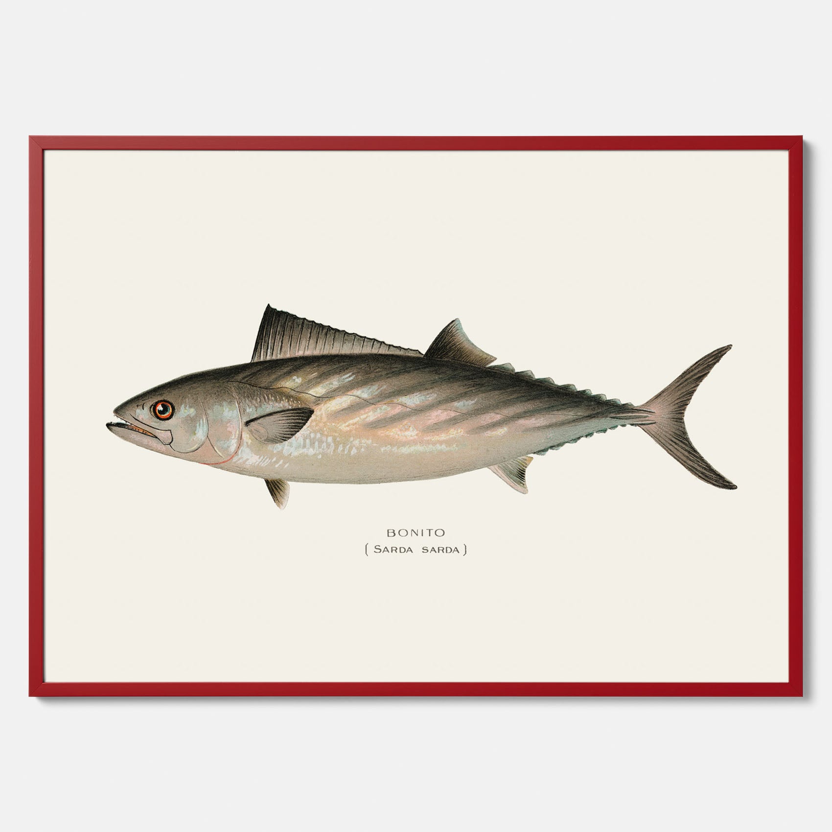 Kökstavla med Ryggstrimmig pelamid poster – Plansch med fisk, fiskposter, fisktavla, köksposter, tavla till kök, poster till kök