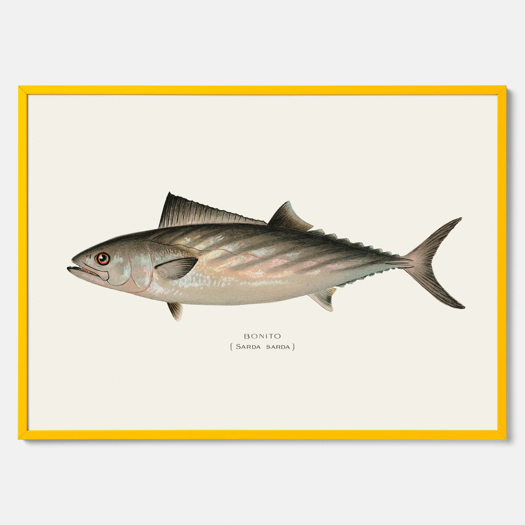 Kökstavla med Ryggstrimmig pelamid poster – Plansch med fisk, fiskposter, fisktavla, köksposter, tavla till kök, poster till kök