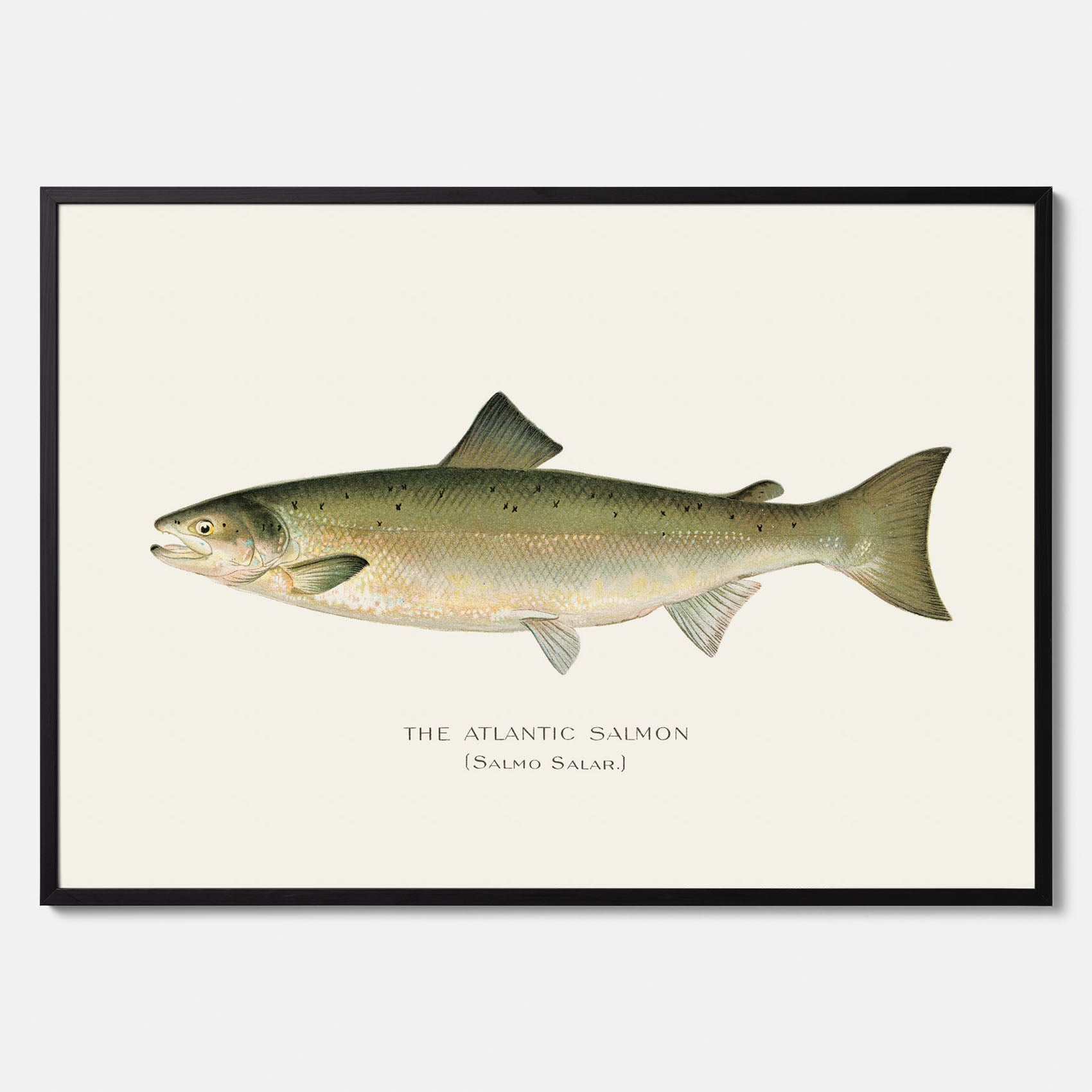 Kökstavla med Atlantlax poster – Plansch med fisk, fiskposter, tavla med fisk, poster till kök, köksposter, tavla till kök