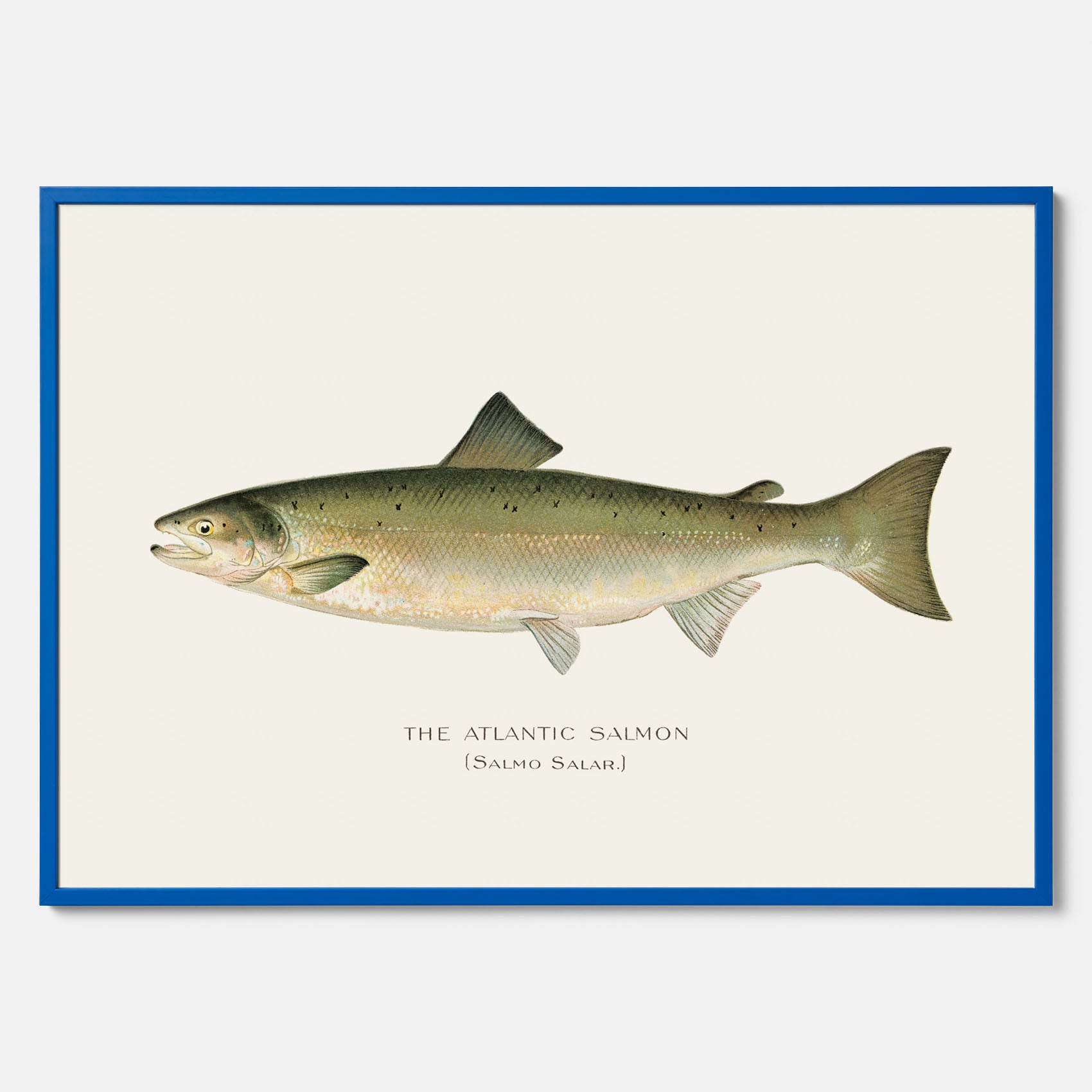 Kökstavla med Atlantlax poster – Plansch med fisk, fiskposter, tavla med fisk, poster till kök, köksposter, tavla till kök