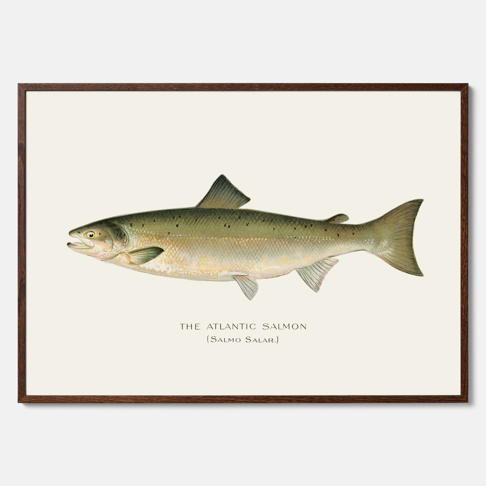 Kökstavla med Atlantlax poster – Plansch med fisk, fiskposter, tavla med fisk, poster till kök, köksposter, tavla till kök