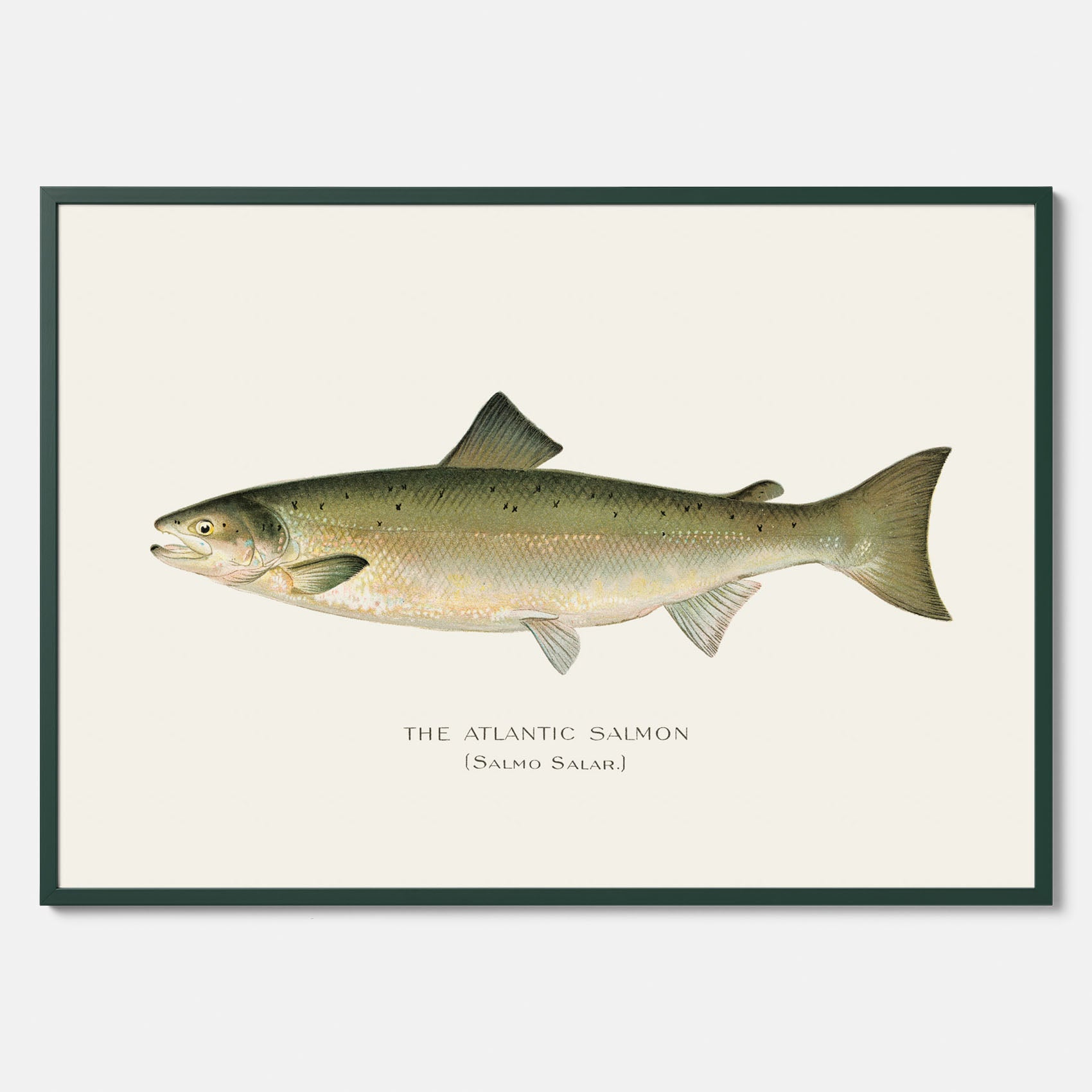 Kökstavla med Atlantlax poster – Plansch med fisk, fiskposter, tavla med fisk, poster till kök, köksposter, tavla till kök