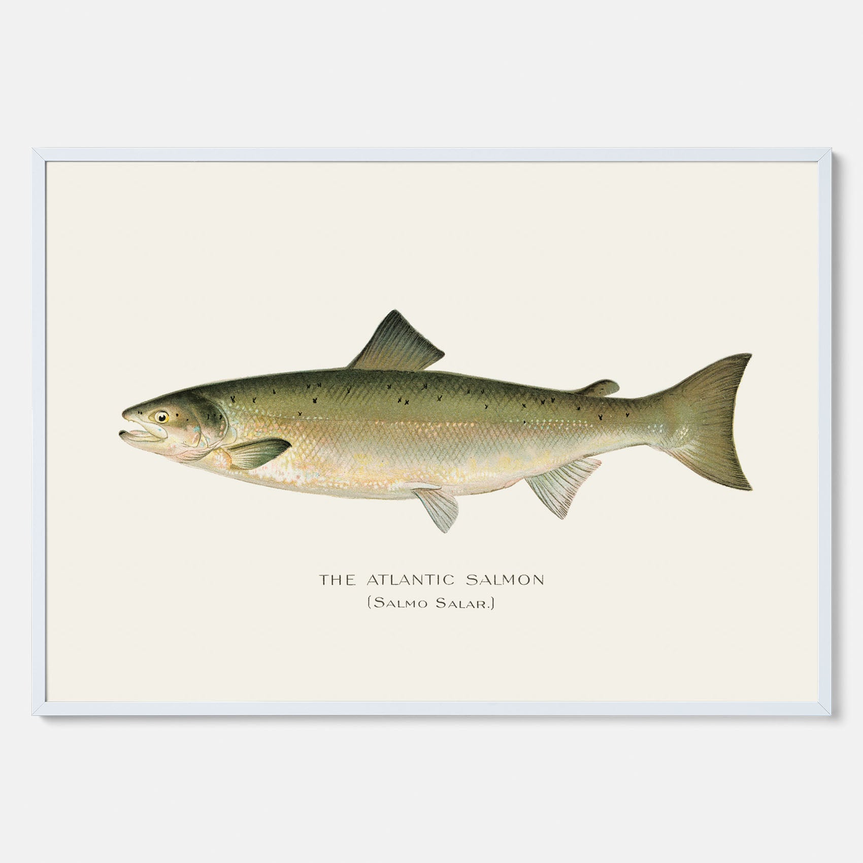 Kökstavla med Atlantlax poster – Plansch med fisk, fiskposter, tavla med fisk, poster till kök, köksposter, tavla till kök