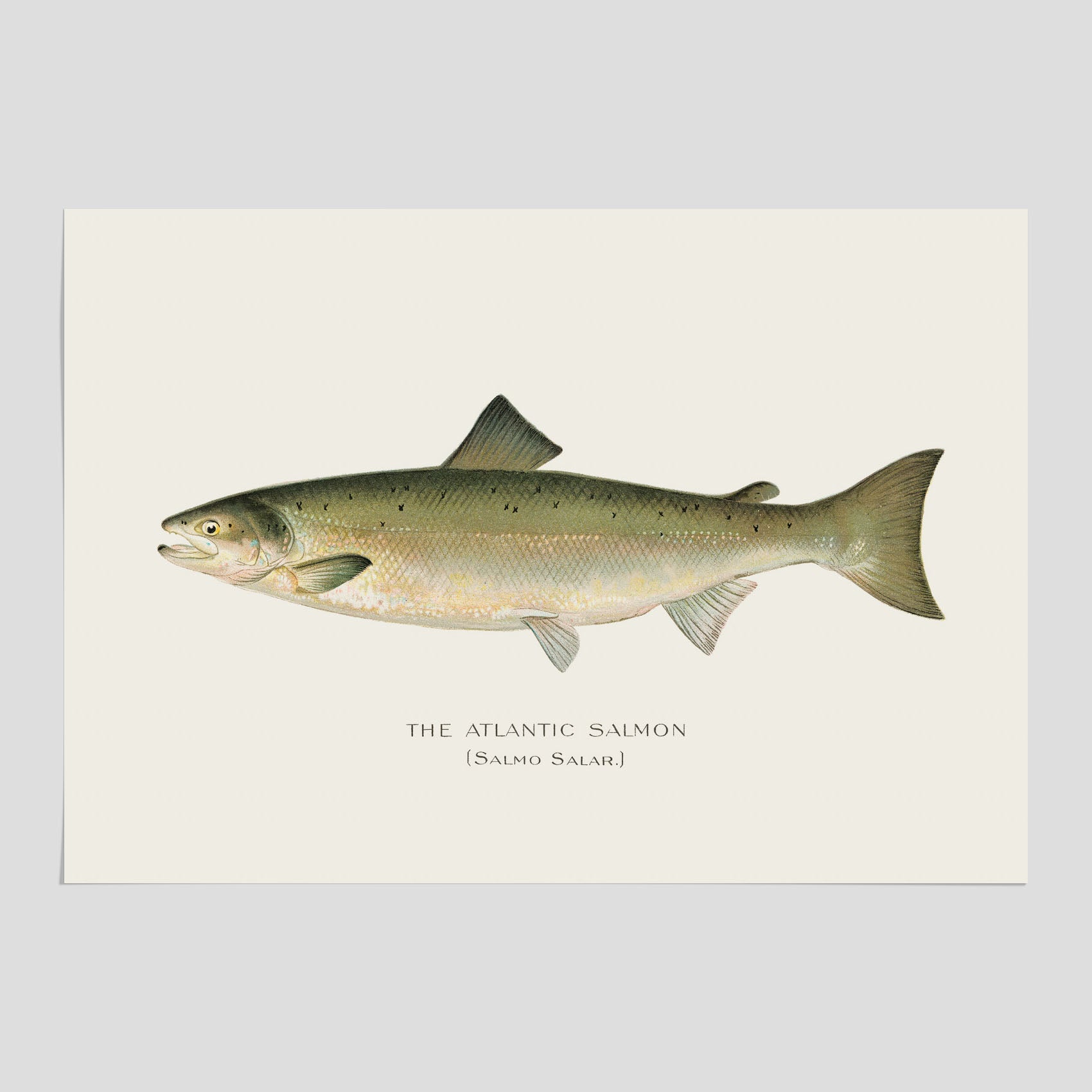 Kökstavla med Atlantlax poster – Plansch med fisk, fiskposter, tavla med fisk, poster till kök, köksposter, tavla till kök