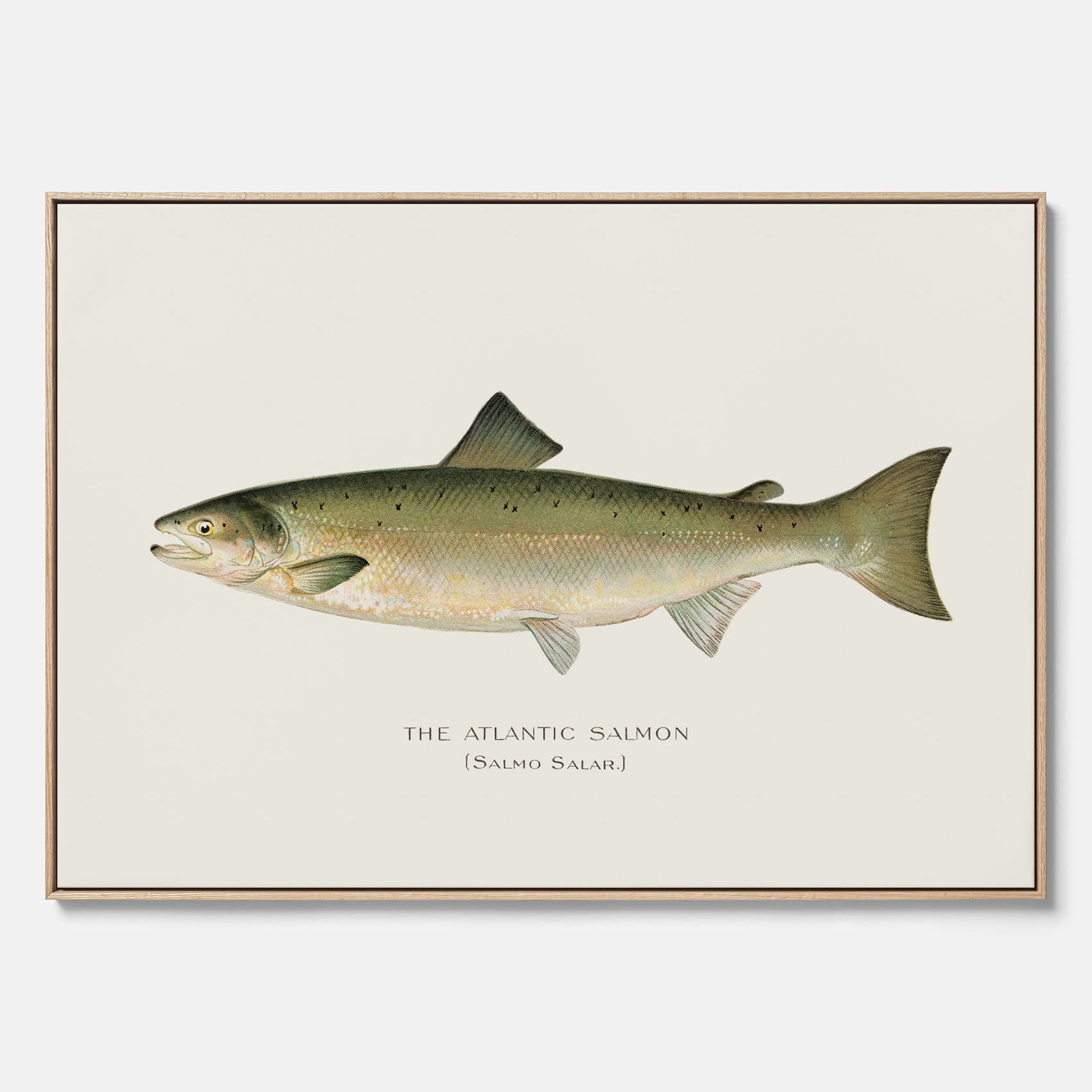 Kökstavla med Atlantlax canvas – Plansch med fisk, fiskposter, tavla med fisk, poster till kök, köksposter, tavla till kök