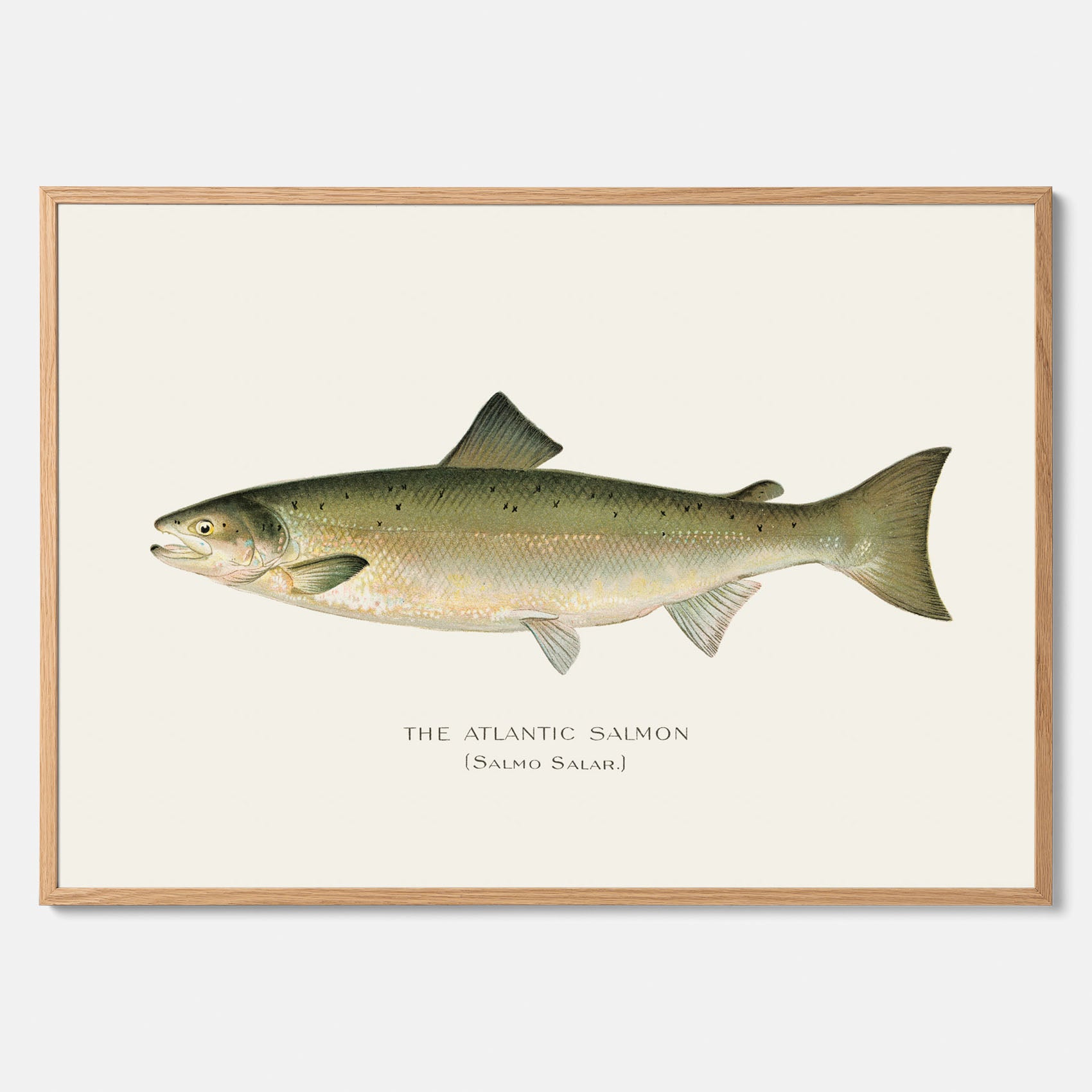 Kökstavla med Atlantlax poster – Plansch med fisk, fiskposter, tavla med fisk, poster till kök, köksposter, tavla till kök