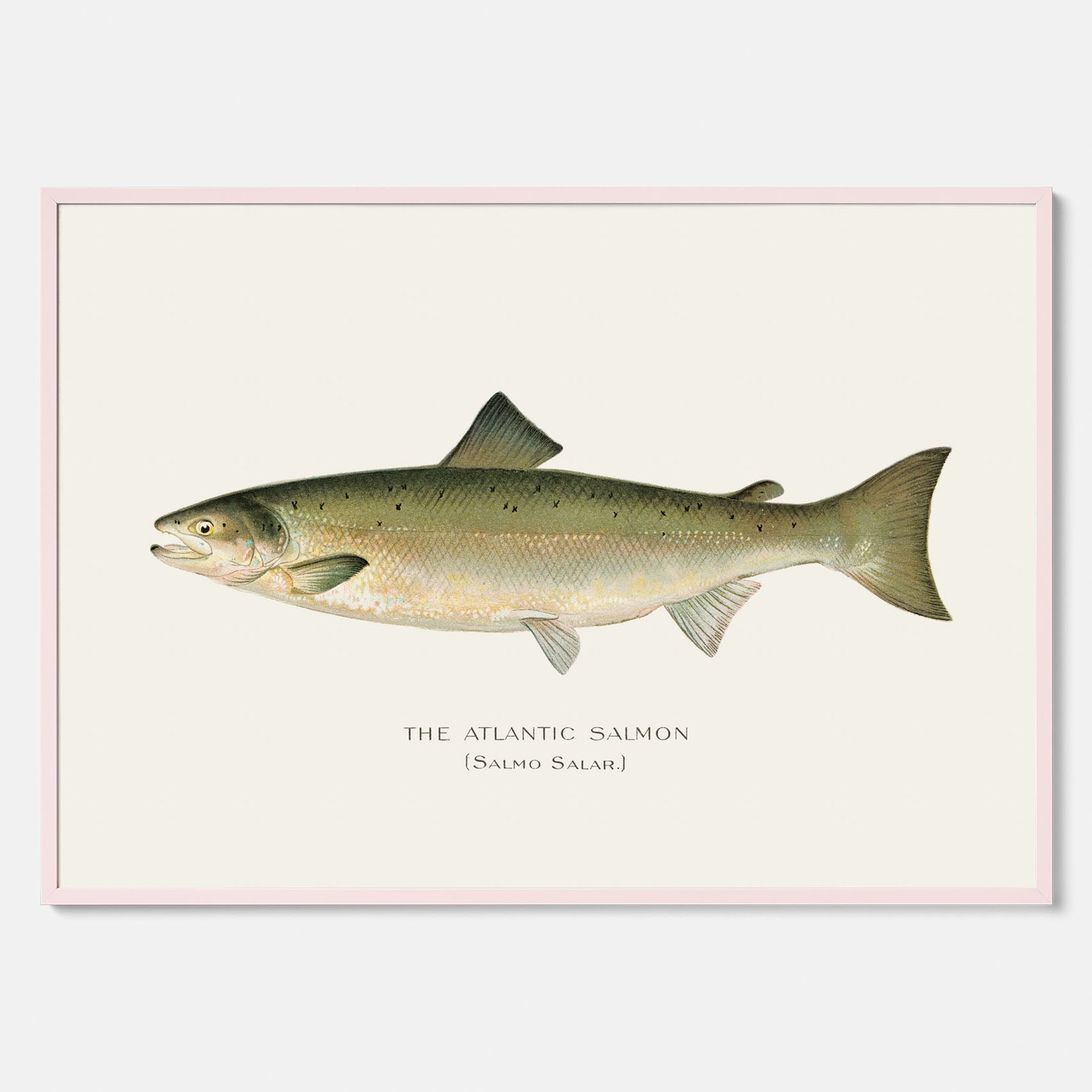 Kökstavla med Atlantlax poster – Plansch med fisk, fiskposter, tavla med fisk, poster till kök, köksposter, tavla till kök